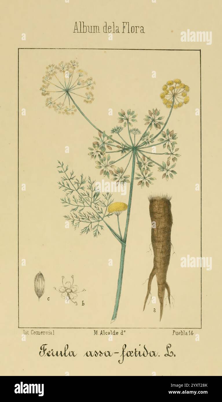 Album de la Flora me?Dico-Farmace?utica e? Industrie, Indi?gena y exo?tica, Madrid, Impr. De la Galeria literaria, 1862-64, Botanik, Wirtschaft, Heilpflanzen, malerische Werke, der New York Botanical Garden, Malcalde, Eine botanische Illustration mit einer detaillierten Darstellung der Pflanze Ferula assa-foetida, allgemein bekannt als Asafoetida. Die Abbildung zeigt die Struktur der Pflanze, einschließlich ihres Blütenstiels, der mit zarten, schirmähnlichen Häufchen kleiner grüner und weißer Blüten geschmückt ist. Auf der rechten Seite enthält die Abbildung eine Darstellung der Wurzel, die dick und bauchig ist. Stockfoto