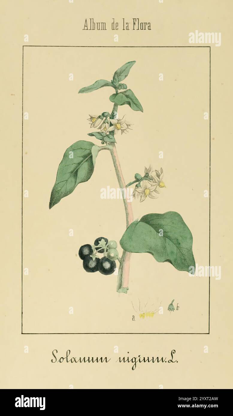 Album de la Flora me?Dico-Farmace?utica e? Industrie, Indi?gena y exo?tica, Madrid, Impr. De la Galeria literaria, 1862-64, Heilpflanzen, Bildwerke, Botanik, dieses Kunstwerk zeigt eine botanische Illustration der Pflanze Solanum nigrum L., die allgemein als schwarzer Nachtschatten bekannt ist. Die Zusammensetzung hebt die charakteristischen grünen Blätter hervor, die breit und leicht unregelmäßig sind. Zarte weiße Blüten mit gelben Antheren blühen an mehreren Stellen entlang des Stängels, was einen Hauch von Eleganz verleiht. Unter dem Laub sind kleine, glänzende schwarze Beeren sichtbar abgelegt Stockfoto