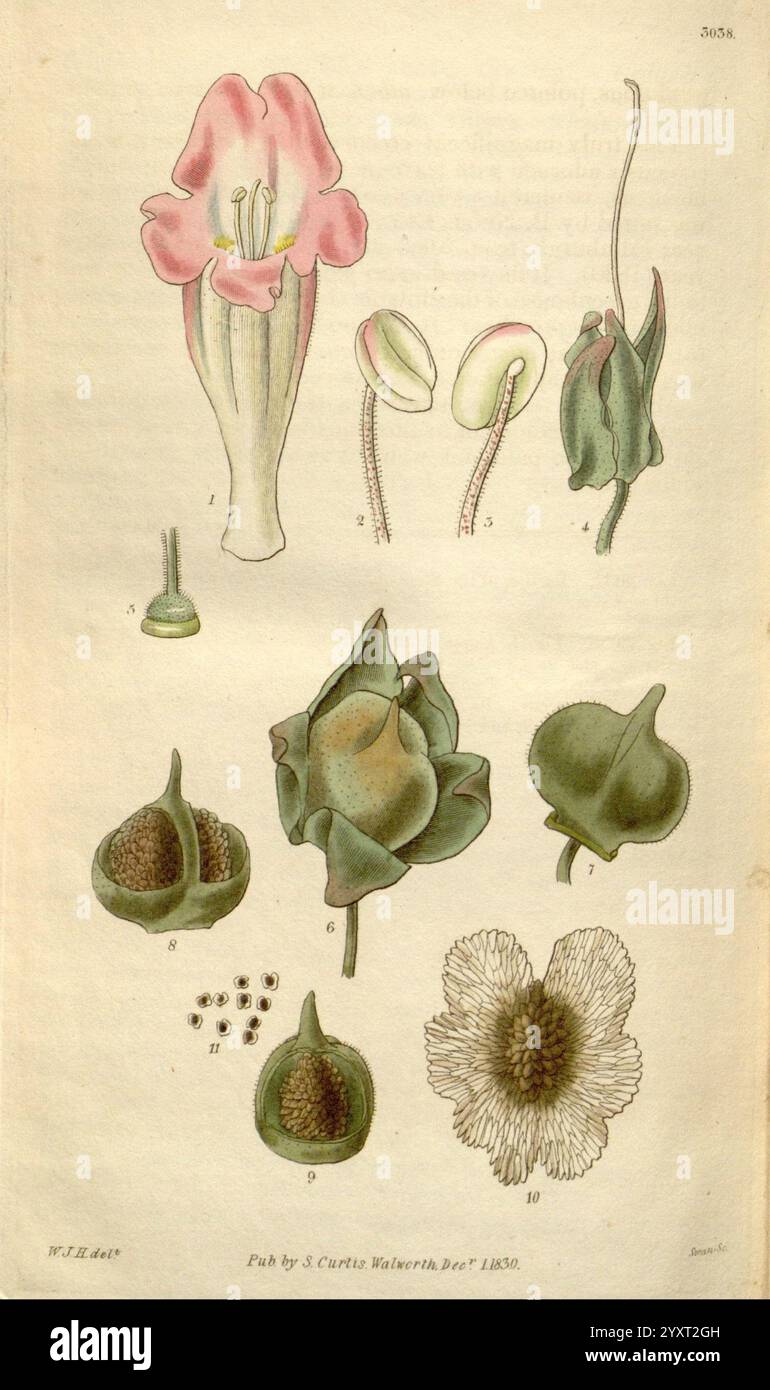 Curtis's Botanical Magazine London New York etc Botanik-Zeitschriften Bildwerke Curtis, die Illustration zeigt eine Sammlung botanischer Exemplare mit verschiedenen Stadien blühender Pflanzen. Im Mittelpunkt des Designs steht eine elegante, detailreiche rosa und weiße Blume, die ihre komplizierte Struktur unterstreicht. Um diese Brennblume herum befinden sich mehrere andere Pflanzenteile, einschließlich Knospen und Samenkapseln, die jeweils mit numerischen Referenzen zur Identifizierung gekennzeichnet sind. Das Arrangement hebt die wichtigsten botanischen Merkmale hervor, wie die Fortpflanzungsstrukturen, Blätter und Samen. Während der gesamten Zusammensetzung, Meticulou Stockfoto