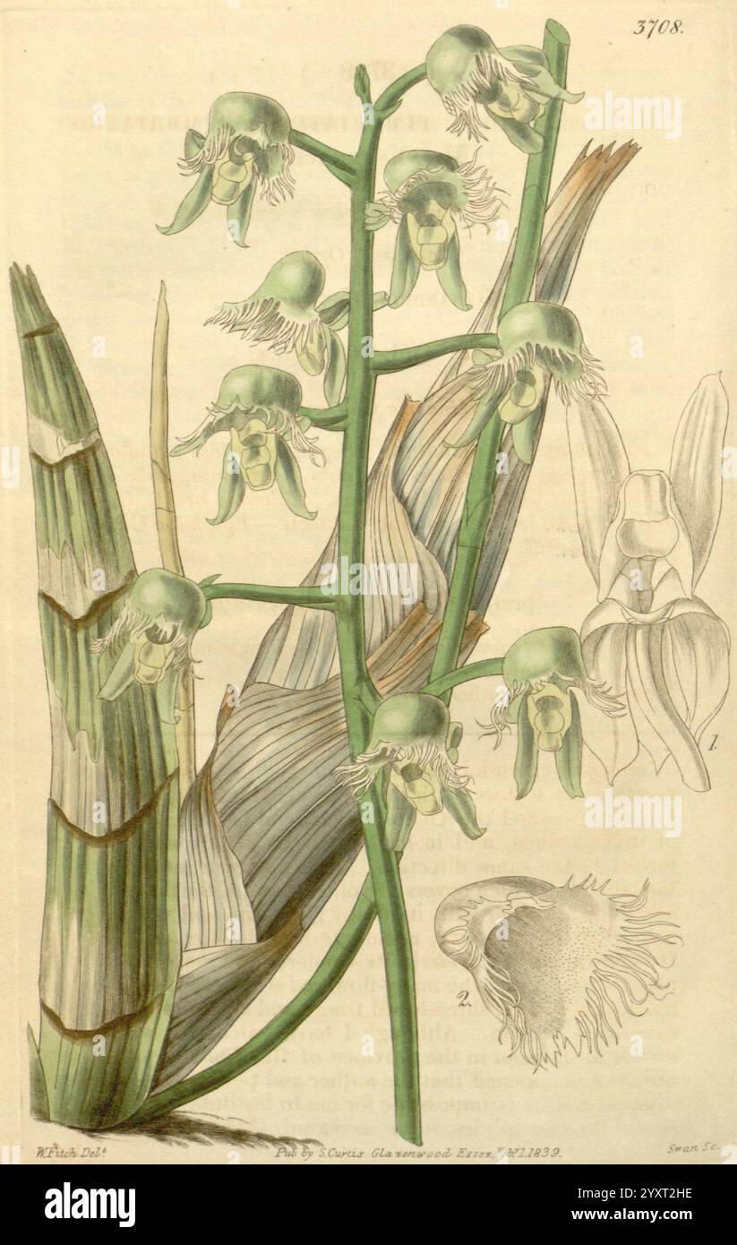 Curtis's Botanical Magazine, London, New York, Botanik, Zeitschriften, Bildwerke, Curtis, diese Illustration zeigt eine botanische Studie der **Cattleya Gennarius** Orchidee, die verschiedene Stadien des Wachstums der Pflanze zeigt. Der zentrale Stiel ist mit mehreren unterschiedlichen Blüten verziert, die sich durch ihre einzigartige Form und ihre komplizierten Details auszeichnen. Die Blüten weisen eine Mischung aus Grüntönen auf, mit zarten Texturen und Schattierungen, die ihre natürliche Schönheit unterstreichen. Um den Stiel herum befinden sich lang gestreckte Blätter, die zur Gesamtzusammensetzung beitragen und das üppige und lebendige Aussehen der Pflanze hervorheben. Stockfoto