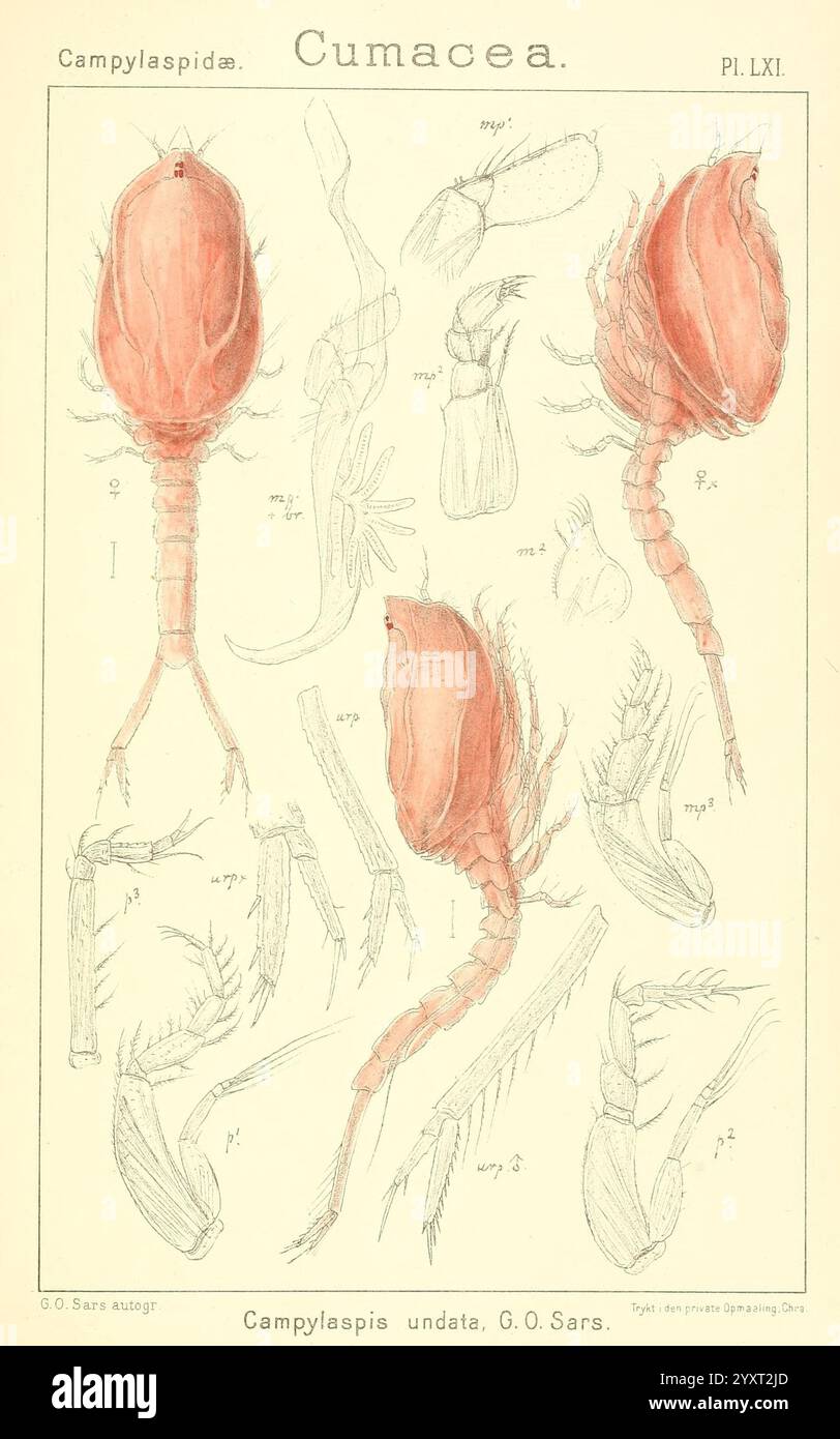 Ein Bericht über die Krustentiere von Norwegen, Christiania, A. Cammermeyer, 1895-1928, Krustentiere, Norwegen, Krebstiere, diese Illustration zeigt eine detaillierte Darstellung verschiedener Exemplare aus der Unterordnung Cumacea, die speziell die Familie Campylaspidæ hervorheben. Im Mittelpunkt steht ein markantes Beispiel mit der Bezeichnung Campylaspis undata, das seine charakteristischen anatomischen Merkmale, einschließlich eines abgerundeten Panzers und verlängerter Anhängsel, zeigt. Um das Hauptthema herum befinden sich zusätzliche Zeichnungen, die verschiedene Körperteile und Strukturen, wie Antennen und Gliedmaßen, detailliert beschreiben, die alle als Referenz nummeriert sind. Die Faszination Stockfoto