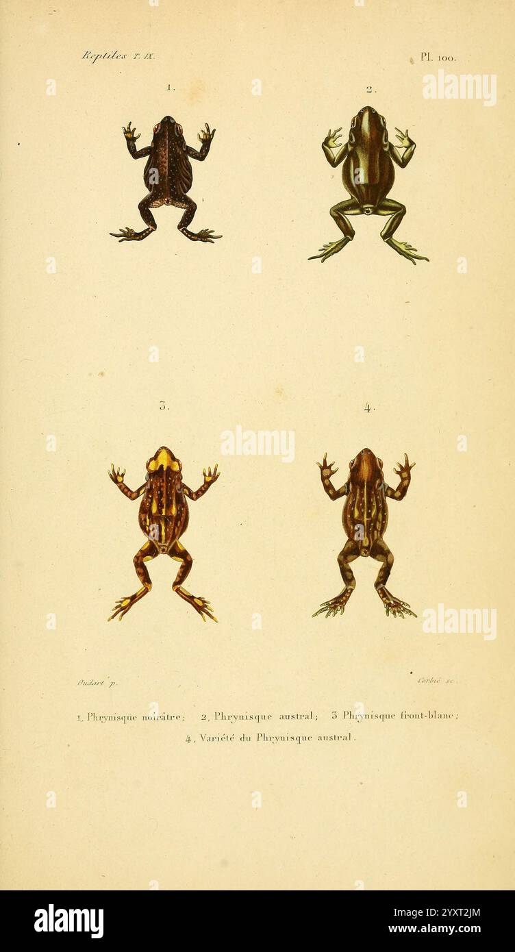 Erpétologie générale, ou, Histoire naturelle complète des reptiles Paris, Roret, 1834-1854, Amphibien, Herpetologie, Reptilien, Paul Louis Oudart, 6, André Marie Constant Duméril, Auguste Henri André Duméril, Gabriel Bibron, Phryniscus nigricans, Rhinella spinulosa, Warzenkröte, Phryniscus australis, Pseudophryne australis, Rotkröte, diese Illustration zeigt eine Sammlung von Fröschen, die jeweils mit spezifischen Namen und Zahlen zur Identifizierung gekennzeichnet sind. In der obersten Zeile werden verschiedene Arten angezeigt, die charakteristische Merkmale wie Körperform, Hautstruktur und Gliedmaßen hervorheben. T Stockfoto