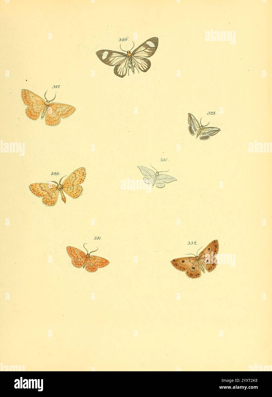 Sammlung neuer oder wenig bekannter aussereuropäischer Schmetterlinge, Bd.. 1, Regensburg, G.J. Manz, 1850/1858 [d. h. 1858-1869], Universität, ernst, Lepidoptera, Mayr, Bibliothek, Bildwerke, Harvard, Eine Sammlung von kunstvoll illustrierten Schmetterlingen, die eine Vielzahl von Arten zeigen, die jeweils mit eindeutigen Identifikationsnummern gekennzeichnet sind. Die Schmetterlinge weisen unterschiedliche Farben und Flügelmuster auf, die von leuchtenden Orangen bis hin zu dezenten monochromatischen Tönen reichen. Jedes Exemplar wird künstlerisch gerendert und hebt die zarten Texturen und Details ihrer Flügel hervor. Diese visuelle Darstellung betont die Taucher Stockfoto