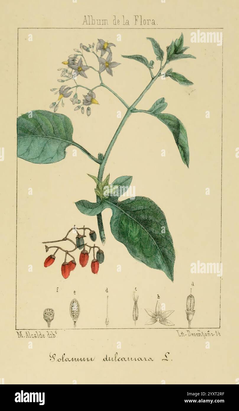 Album de la Flora me?Dico-Farmace?utica e? Industrie, Indi?gena y exo?tica, Madrid, Impr. De la Galeria literaria, 1862-64, Botanik, Wirtschaft, Heilpflanzen, Malachit, diese Illustration zeigt eine botanische Studie von Solanum dulcamara, allgemein bekannt als bittersüßer Nachtschatten. Der Schwerpunkt liegt auf einer detaillierten Darstellung der Pflanze mit ihren grünen Blättern und kleinen, gelben Blüten an der Spitze des Stängels. Unterhalb der Pflanze befinden sich wissenschaftliche Darstellungen verschiedener Stufen oder Teile der Frucht, darunter kleine rote Beeren, sowie kleinere Abbildungen Stockfoto