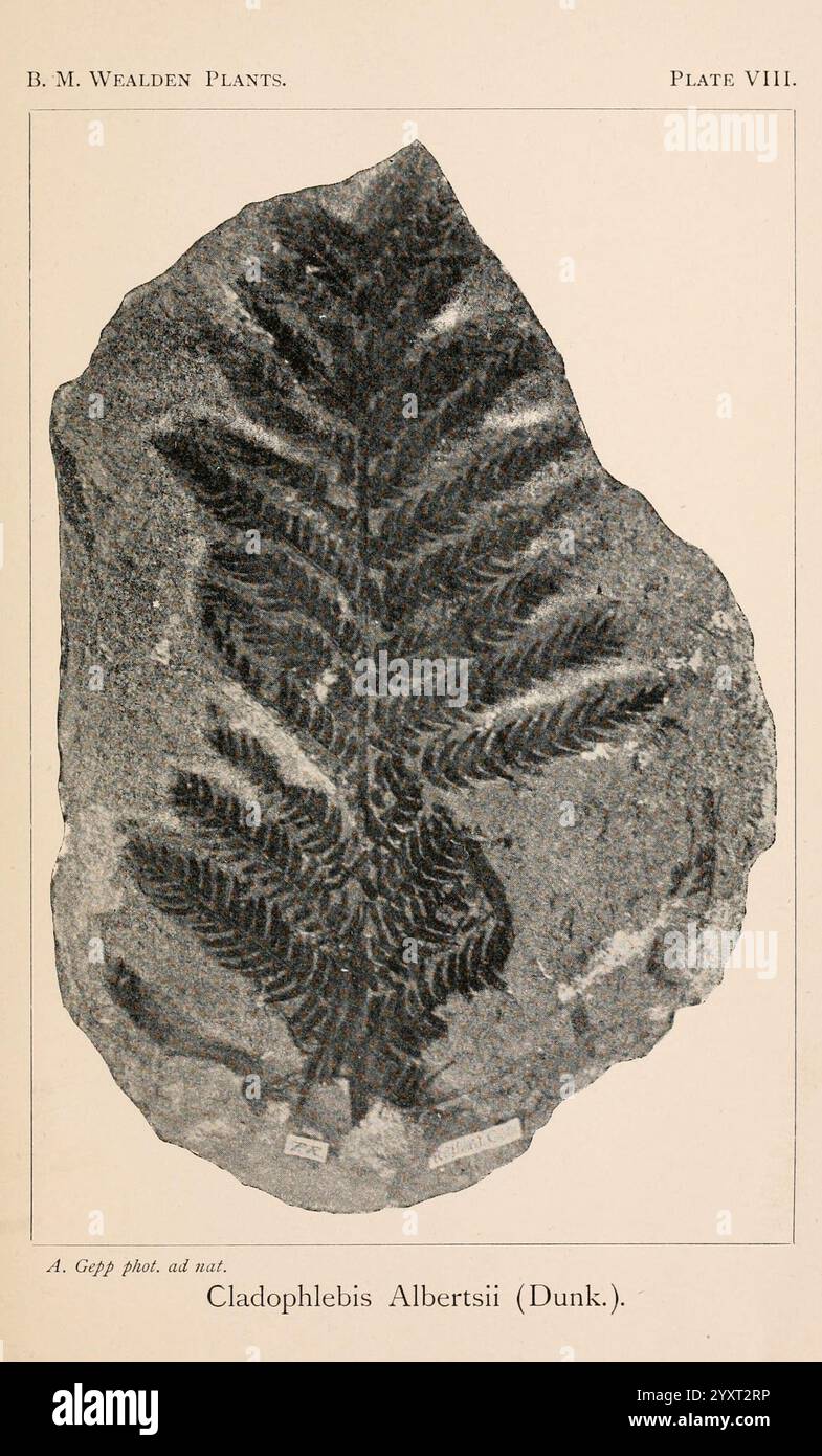 Katalog der mesozoischen Pflanzen im Department of Geology, British Museum (Natural History). London, Treuhänder der B.. M, 1894-1915. England, London, Kataloge, Mesozoik, Paläobotanik, die Abbildung zeigt einen fossilen Farn, der speziell als Cladophlebis Albertisii (Dunk.) identifiziert wurde. Die komplizierten Details der Farnwedel sind in filigranen Linien festgehalten und zeigen die schlanken Flugblätter und die Gesamtstruktur. Das Exemplar wird vor einem flachen Hintergrund positioniert, was die detaillierten Eindrücke des fossilen Materials unterstreicht. Begleitmaterial zu den Illustraten Stockfoto