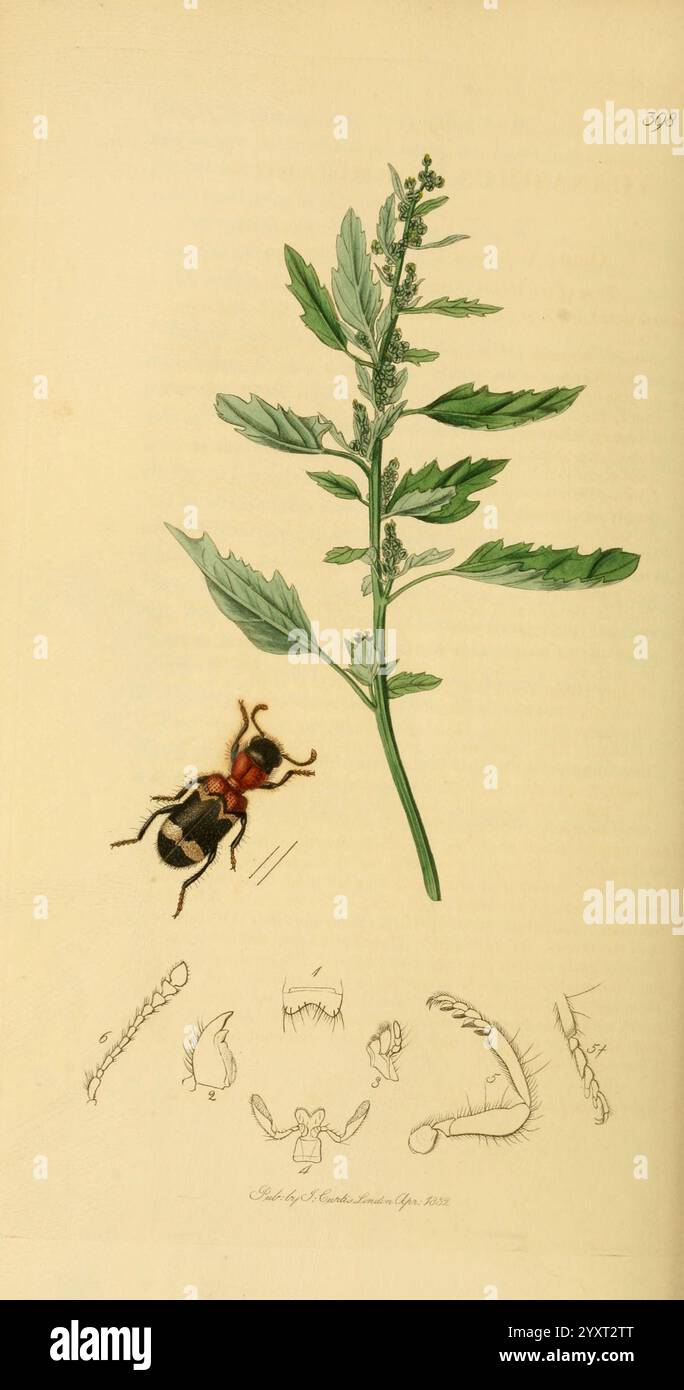 British, Entomology, v.2, London, gedruckt für den Autor 1823-40, Botanik, Großbritannien, Insekten, Bildwerke, John Curtis, Thanasimus formicarius, Chenopodium murale, Arthropoda, Arthropoden, blendende Vielfalt. die Abbildung zeigt eine detaillierte Darstellung einer Artemisia-Pflanze, die sich durch ihre markanten gelappten Blätter auszeichnet. Neben der Pflanze ist eine Darstellung eines Käfers zu sehen, der seinen segmentierten Körper und seine komplizierte Färbung zeigt. Unter den Hauptbildern zeigen eine Reihe kleinerer Abbildungen verschiedene anatomische Merkmale des Käfers, einschließlich seiner Antennen, Beine und Mundpa Stockfoto