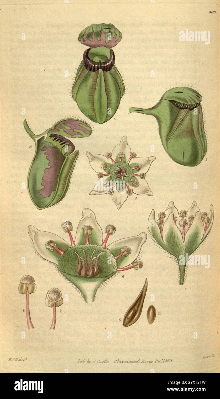 Curtis's Botanical Magazine, London, New York, Botanik, Zeitschriften, Bildwerke, Curtis, diese Illustration zeigt eine Vielzahl von Pflanzenstrukturen und zeigt komplexe botanische Details. In der Mitte wird eine Blume in voller Blüte präsentiert, die ihre Blütenblätter und Fortpflanzungsteile hervorhebt. Sie umgibt mehrere beschriftete botanische Komponenten, einschließlich verschiedener Ansichten derselben Blume in unterschiedlichen Entwicklungsstadien, die die einzigartigen Formen und Texturen jedes Teils darstellen. Die Abbildung enthält auch kleinere Elemente wie Samen und Knospen, die die Vielfalt der Pflanzenanatomie betonen. E Stockfoto