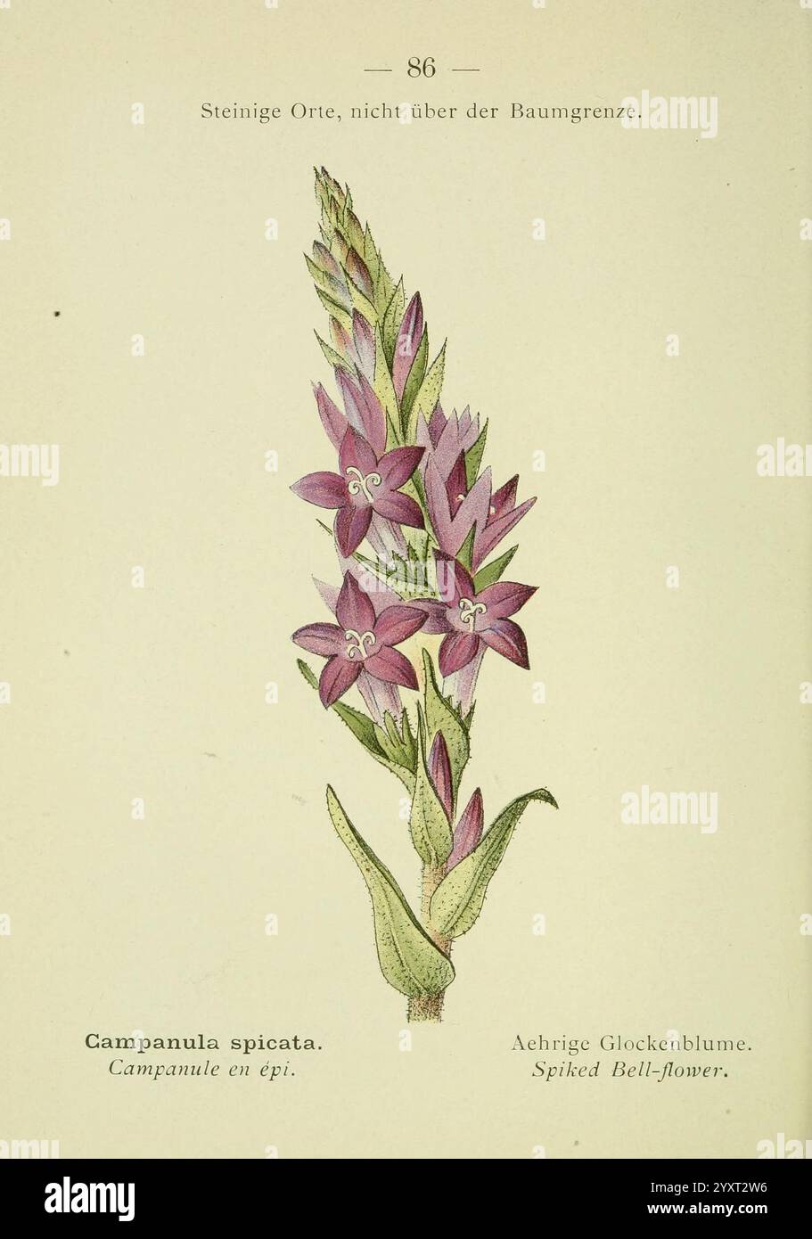 Alpen-Flora, Heidelberg, C. Winter, 1906, alps, Bergpflanzen, malerische Werke, Eine botanische Illustration der Campanula spicata, allgemein bekannt als die gespickte Glockenblume. Die Pflanze hat schlanke, längliche Stämme, die mit zarten Blütensträngen in Glockenform verziert sind, die eine auffällige Mischung aus violetten und rosa Tönen aufweisen. Jede Blüte zeichnet sich durch schmale, spitze Blütenblätter aus, die anmutig nach außen schimmern und ein charmantes und elegantes Aussehen schaffen. Die beigefügten Etiketten enthalten den wissenschaftlichen Namen sowie Übersetzungen auf Französisch und Deutsch, die die Anerkennung der Pflanze deutlich machen. Die Stockfoto