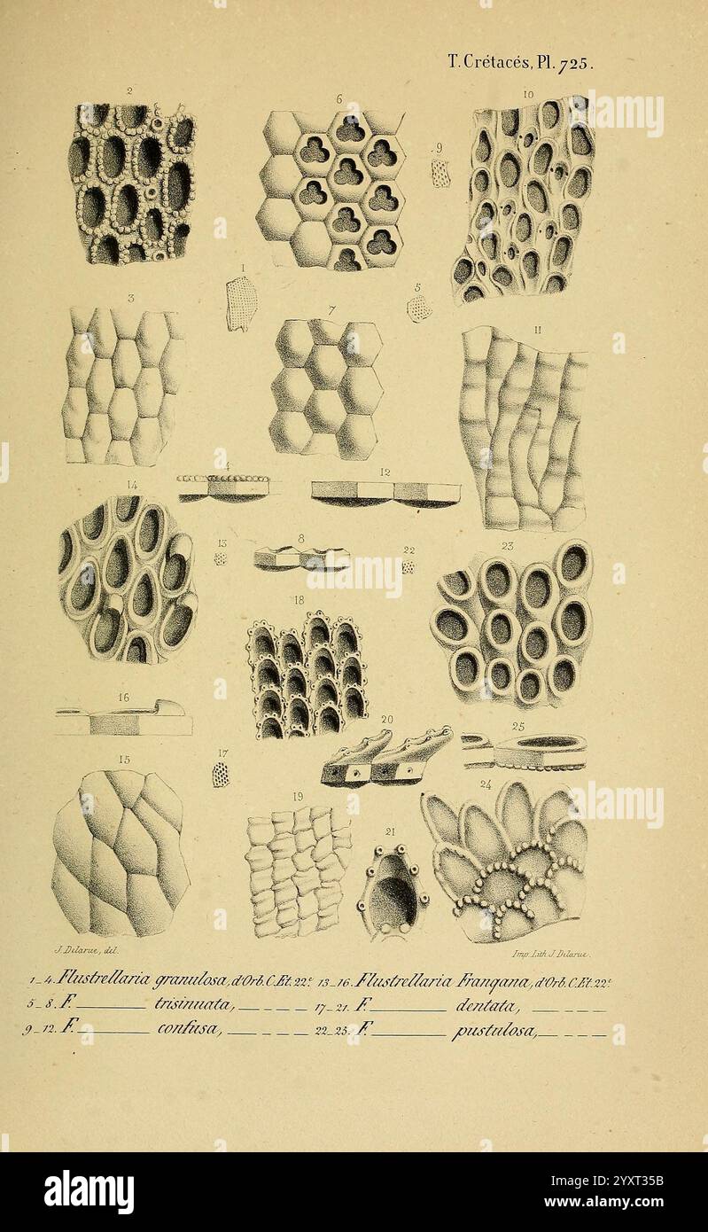 Paléontologie francaise, Paris, Chez l'auteur, 1840-1894, Frankreich, Paläontologie, Jura, Tertiär, Kreidezeit, Paläobotanik, Fossilien, Seeigel Fossilien, Fossilien. die Illustration zeigt eine Reihe detaillierter mikroskopischer Ansichten verschiedener Kieselalgen- und Algenstrukturen, die mit entsprechenden Zahlen zur Identifizierung gekennzeichnet sind. Jeder Abschnitt hebt die komplizierten Muster und Texturen verschiedener Arten von Rhizosolenie hervor, von denen viele geometrische Formen wie Sechsecke und Kreise aufweisen. Die visuellen Darstellungen betonen die Vielfalt der Zellformen und zeigen Merkmale wie Stockfoto
