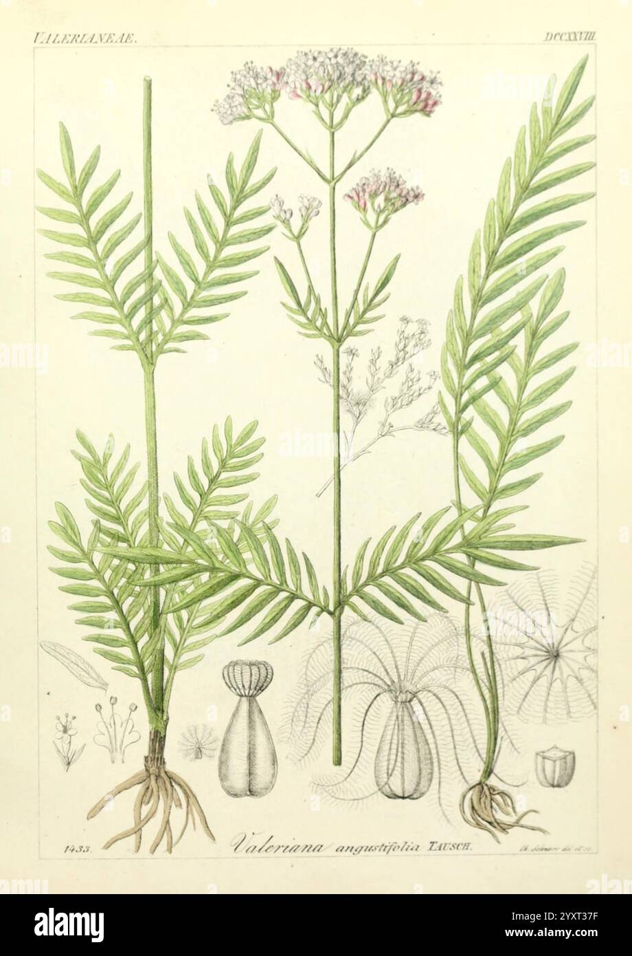 Icones florae Germanicae et Helveticae, Simul Pedemontanae, Tirolensis, Istriacae, Dalmaticae, Austriacae, Hungaricae, Transylvanicae, Moravicae, Borussicae, Holsaticae, Belgicae, Hollandicae, ergo Mediae Europae. Lipsiae, F. Hofmeister 1834-1912. [v. 1, 1850], Europa, Bildwerke, Pflanzen, diese Abbildung zeigt die empfindlichen Merkmale der Pflanzenart Videriana angustifolia. Das Kunstwerk zeigt akribisch die schlanken, farnartigen Blätter der Pflanze, die eine gefiederte Textur aufweisen, die sich zu den Spitzen hin verjüngt. Die blühenden Stiele sind mit kleinen Häufchen von kleinen weißen Blüten geschmückt Stockfoto