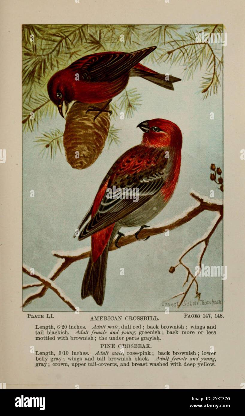 Bird-Life, A Guide to the Study of Our Common Birds New York, Appleton, 1900, Birds, Pictorial Works, Vereinigte Staaten, Amerikanisch, Museum, Natur, Geschichte, Kreuzschnabel, Grosbeak, diese Abbildung zeigt zwei amerikanische Kreuzschnabel, die auf einem Zweig sitzen und ihr unverwechselbares Gefieder zeigen. Der männliche, mit leuchtenden Rottönen auf Kopf, Flügeln und Rücken geschmückt, steht in wunderschönem Kontrast zu den satten Braun- und Grautönen des Weibchens neben ihm. Beide Vögel werden vor dem Hintergrund von Kiefernnadeln dargestellt, was ihren natürlichen Lebensraum unterstreicht. Darunter wird in einem beschreibenden Text ihre physikalischen Eigenschaften hervorgehoben Stockfoto