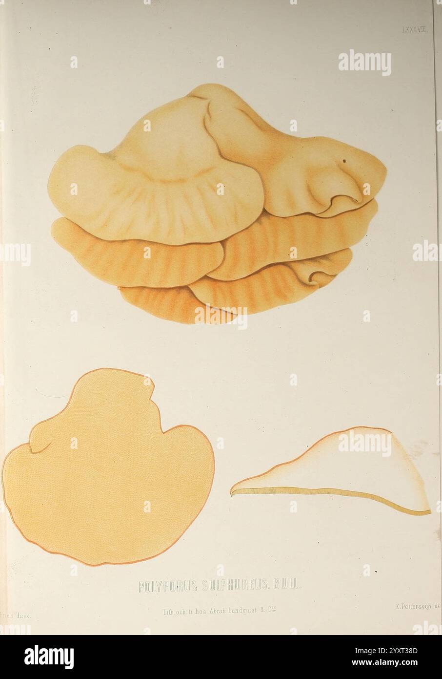 Sveriges, ätliga, och, giftiga, svampar, Tecknade, efter, naturen, Under, Ledning, Stockholm, P.A. Norstedt, &, söner, kongl, Boktryckare, 1861-[69], Pilze, pathogen, Pilze, Schweden zeigt die Komposition drei unterschiedliche Darstellungen einer Art, die als Polyporus sulphureus bekannt ist, die allgemein als Schwefel-Schelfpilz bezeichnet wird. Die erste Abbildung zeigt eine detaillierte Ansicht der Kappe mit ihren welligen, gewellten Kanten und einem reichen Farbverlauf aus warmen Tönen, die an weiche Falten erinnern. Das zweite Rendering scheint das Seitenprofil des Pilzes hervorzuheben, emphasi Stockfoto