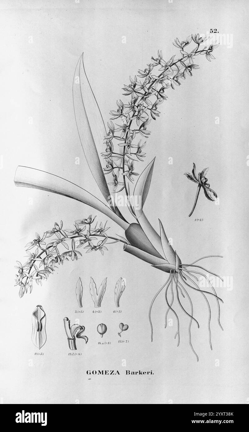 Flora brasiliensis, enumeratio plantarum in Brasilia hactenus detectarum. Monachii et Lipsiae [München & Leipzig], R. Oldenbourg, 1840-1906, Brasilien, Deutschland, Gravur, Botanik, 1840, Uncoloriert, Botaniker, Bildwerke, grafische Medien, eine komplexe botanische Illustration zeigt die Gomeza barkeri Pflanze mit detaillierten Darstellungen ihrer floralen Struktur. Die markante Blütengruppe ist elegant am Stiel angeordnet und zeigt verschiedene Blütestadien. Die Hauptabbildung wird mit Zeichnungen der einzelnen Blütenbestandteile, einschließlich der Blütenblätter und Sepalen, ergänzt Stockfoto