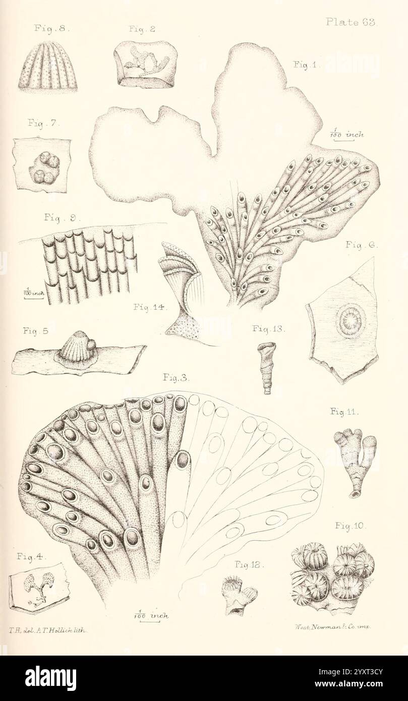 Eine Geschichte der britischen Marine Polyzoa, London, J. Van Voorst, 1880, Bryozoa, diese illustrierte Platte zeigt eine Sammlung akribisch detaillierter Darstellungen von Meereslebewesen und Korallenstrukturen. Jede nummerierte Figur zeigt verschiedene Formen und Texturen, die die komplizierten Muster in der Natur hervorheben. Die Figuren umfassen verschiedene Arten von Korallen und anderen Meeresorganismen und zeigen ihre einzigartigen anatomischen Merkmale, wie zarte Wedel und verzierte Oberflächen. Die präzisen Linien und Schattierungen demonstrieren einen wissenschaftlichen Ansatz zum Studium der Meeresbiologie und betonen die Schönheit und Komplexität o Stockfoto Eine Geschichte der britischen Marine Polyzoa, London, J. Van Voorst, 1880, Bryozoa, diese illustrierte Platte zeigt eine Sammlung akribisch detaillierter Darstellungen von Meereslebewesen und Korallenstrukturen. Jede nummerierte Figur zeigt verschiedene Formen und Texturen, die die komplizierten Muster in der Natur hervorheben. Die Figuren umfassen verschiedene Arten von Korallen und anderen Meeresorganismen und zeigen ihre einzigartigen anatomischen Merkmale, wie zarte Wedel und verzierte Oberflächen. Die präzisen Linien und Schattierungen demonstrieren einen wissenschaftlichen Ansatz zum Studium der Meeresbiologie und betonen die Schönheit und Komplexität o Stockfoto