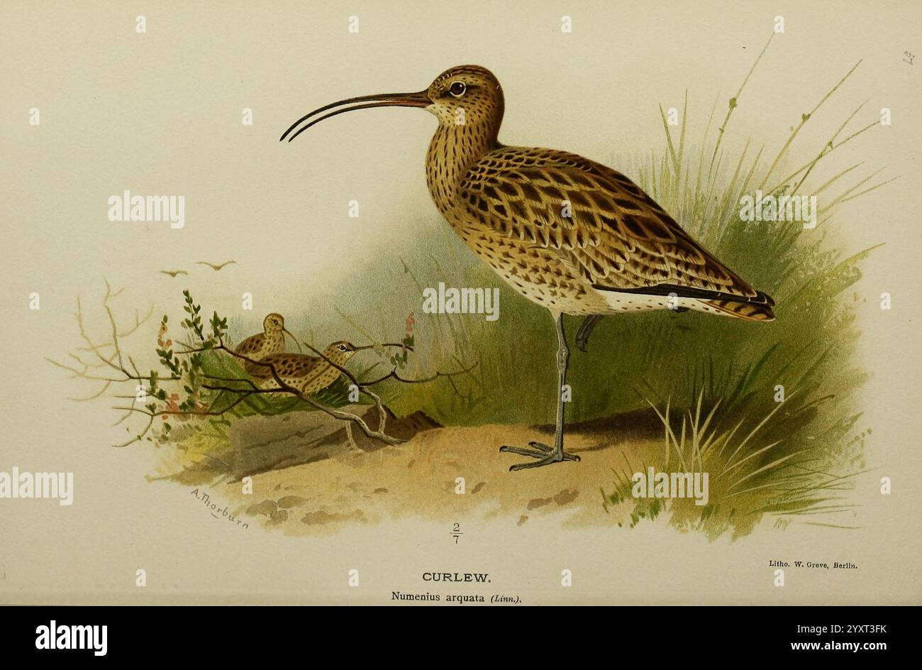 Farbige Figuren der Vögel der Britischen Inseln, herausgegeben von Lord Lilford London R. H. Porter 1885-1897 Great Britain Birds Birds Ornithology Bildwerke Numenius arquata Museum of Comparative Zoology, Ein Brachbuch steht elegant in einer natürlichen Umgebung und zeigt seinen unverkennbar langen, geschwungenen Schnabel und das melierte braune Gefieder, das für Tarnzwecke entworfen wurde. In der Nähe befinden sich zwei kleinere Brachbuchten auf einem Ast, die teilweise von zartem Laub und Blüten verdeckt sind. Die Szene fängt das Wesen dieser Küstenvögel in ihrem Lebensraum ein und betont ihre anmutige Haltung und die komplizierten Details ihrer fea Stockfoto