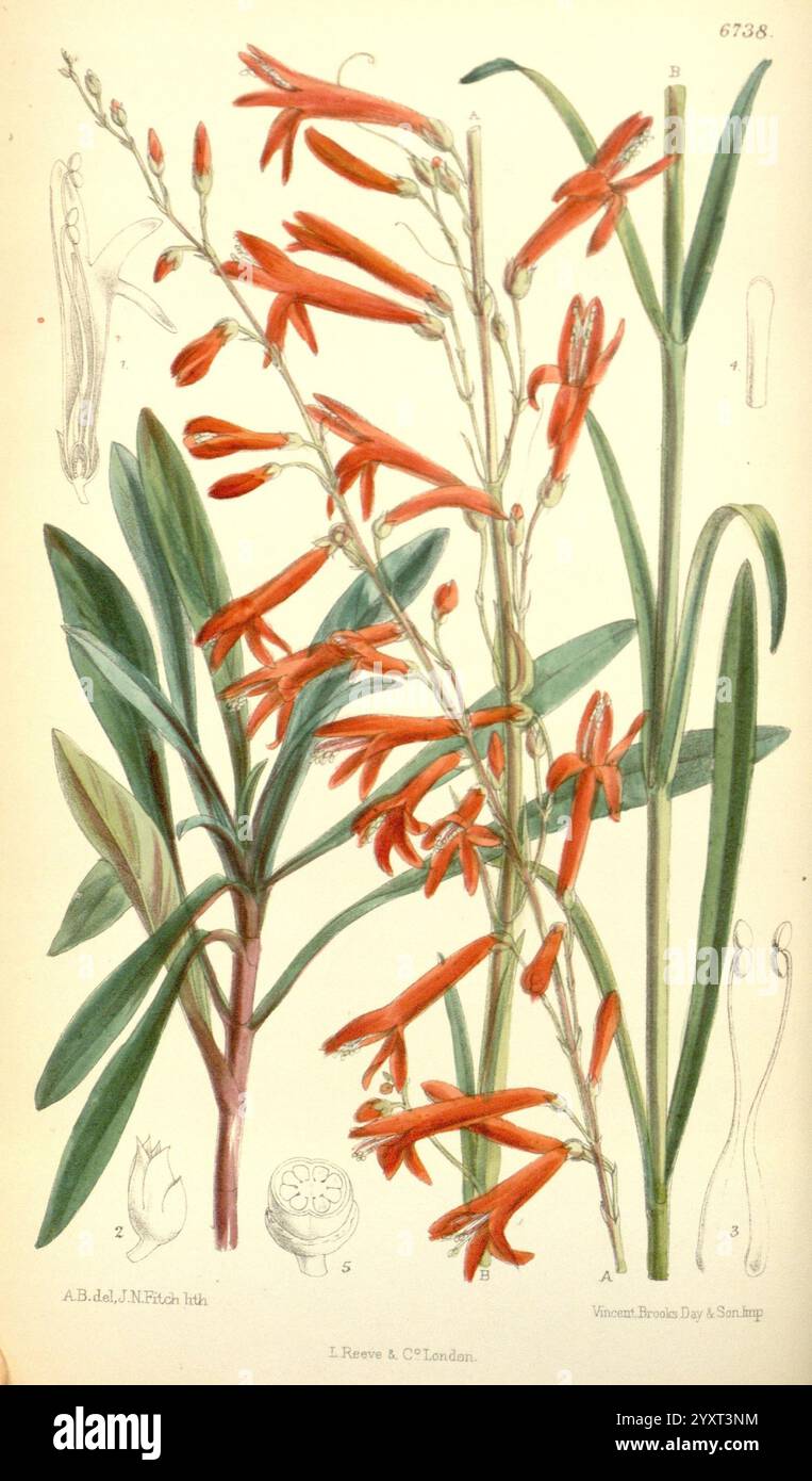 Curtis's Botanical Magazine, London, New York, botanische Illustration, Botanik, Zeitschriften, Bildwerke, Pflanzen-Zierwerke, Curtis., Eine lebendige Ausstellung blühender Pflanzen mit langen grünen Blättern und auffälligen röhrenförmigen roten Blüten. Die Blüten sind anmutig angeordnet und zeigen ihre schlanken Formen und lebendigen Farbtöne. Neben der Hauptabbildung werden in detaillierten anatomischen Skizzen verschiedene Komponenten der Pflanze hervorgehoben, darunter Abschnitte der Blüten und Stammstrukturen. Diese botanische Studie unterstreicht die komplizierte Schönheit und Komplexität dieser spezifischen f Stockfoto
