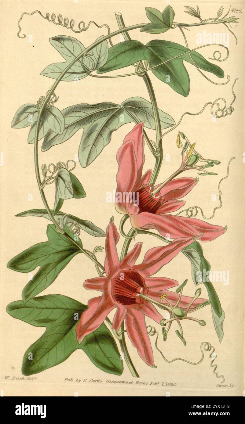 Curtis's Botanical Magazine London New York Botanical Illustration Botany Periodicals Pictorial Works Plants Ornamental Curtis, Eine detaillierte botanische Illustration mit einer Passionsblumenpflanze, die ihre leuchtend rosa Blüten zeigt. Die Blüten zeichnen sich durch mehrschichtige Blütenblätter aus, die von einem zentralen Kern mit feinen Filamenten ausstrahlen. Die Blüten umgeben grüne, gelappte Blätter und wirbelnde Ranken, die die Kletternatur der Pflanze betonen. Die Komposition hebt die komplizierten Details der Blütenblätter und Blätter hervor und fängt die Schönheit dieser exotischen Flora ein. Die Abbildung ist Stockfoto