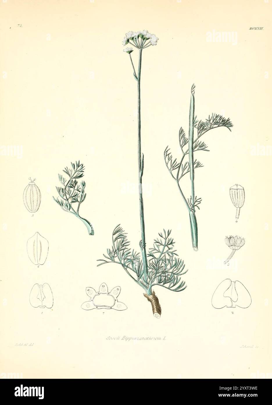 Icones florae Germanicae et Helveticae, Simul Pedemontanae, Tirolensis, Istriacae, Dalmaticae, Austriacae, Hungaricae, Transylvanicae, Moravicae, Borussicae, Holsaticae, Belgicae, Hollandicae, ergo Mediae Europae. Lipsiae, F. Hofmeister 1834-1912. [v. 1, 1850], Europa, Bildwerke, Pflanzen, die Abbildung zeigt eine botanische Studie der Pflanze Anethum graveolens, allgemein bekannt als Dill. Mittig ist eine detaillierte Darstellung des hohen, schlanken Stiels mit zarten weißen Blüten, die in einem schirmähnlichen Cluster angeordnet sind, oft als Dolde bezeichnet. Der Hauptstiel flankiert zwei kleine Stockfoto