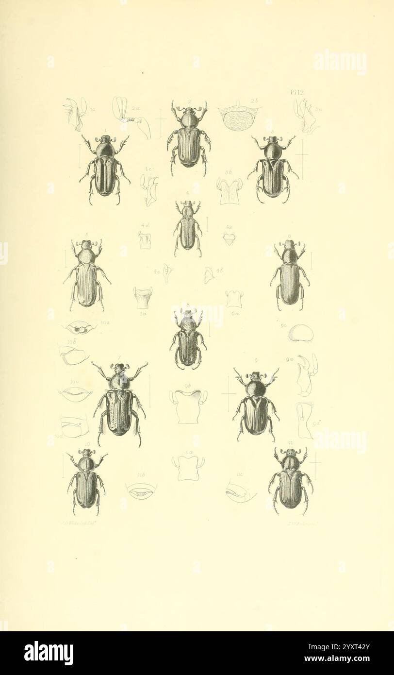 Thesaurus Entomologicus Oxoniensis, Oxford, bei der Clarendon Press, 1874 Insekten, Identifizierung, Arthropoda, Entomologie, Klassifizierung, Arthropod, das Arrangement bietet eine Sammlung von detailreich gestalteten Abbildungen von Käfern, die verschiedene Ansichten und anatomische Teile zeigen. Jede Probe ist mit spezifischen Markierungen gekennzeichnet, die unterschiedliche Merkmale wie Beine, Antennen und Körpersegmente kennzeichnen. Das Layout stellt einen systematischen Ansatz für die Untersuchung dieser Insekten dar, wobei die Vielfalt in Form und Struktur hervorgehoben wird. Um jeden Käfer herum befinden sich ergänzende Illustrationen, die ablesen Stockfoto