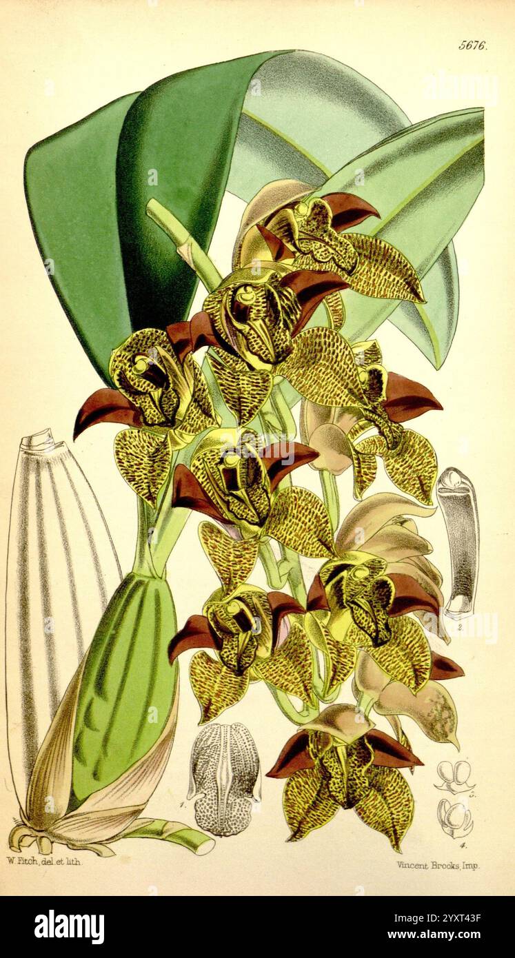 Curtis's Botanical Magazine, London, New York, botanische Illustration, Botanik, Zeitschriften, Bildwerke, Pflanzen ornamental, Curtis, Eine detaillierte botanische Illustration, die eine Gruppe von Cymbidium-Orchideen zeigt, die sich durch ihre komplizierten Formen, lebendigen Muster und reichen Farbkombinationen von Gelb und tiefem Rot auszeichnen. Das Kunstwerk hebt die einzigartige Struktur der Blumen hervor, einschließlich ihrer langen Blütenblätter und markanten gelbgepunkteten Details. Um die Blüten herum bilden breite grüne Blätter eine üppige Kulisse, die den optischen Reiz dieser zarten, aber auffälligen Pflanze unterstreichen. Zusätzlich Stockfoto