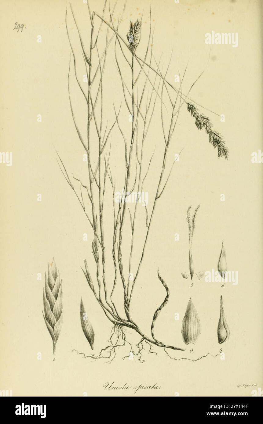 Art Graminum, Petropoli, Impensis Academiae Imperialis Scientiarum, 1828-1836, Gramineae, Bildwerke, Gräser, eine komplizierte botanische Illustration der Pflanzenart Unula spicata. Die Hauptpflanze hat schlanke, aufrechte Stiele mit einer dünnen Anordnung von dünnen, länglichen Blättern. Oben ist ein Blütenstand mit zarten Blütenstrukturen sichtbar. Um den Hauptstamm herum befinden sich detaillierte Zeichnungen der Wurzeln, Blattformen und Fortpflanzungskomponenten der Pflanze, die als Referenz numerisch gekennzeichnet sind. Die Gesamtzusammensetzung hebt die anatomischen Merkmale der Pflanze hervor, c Stockfoto