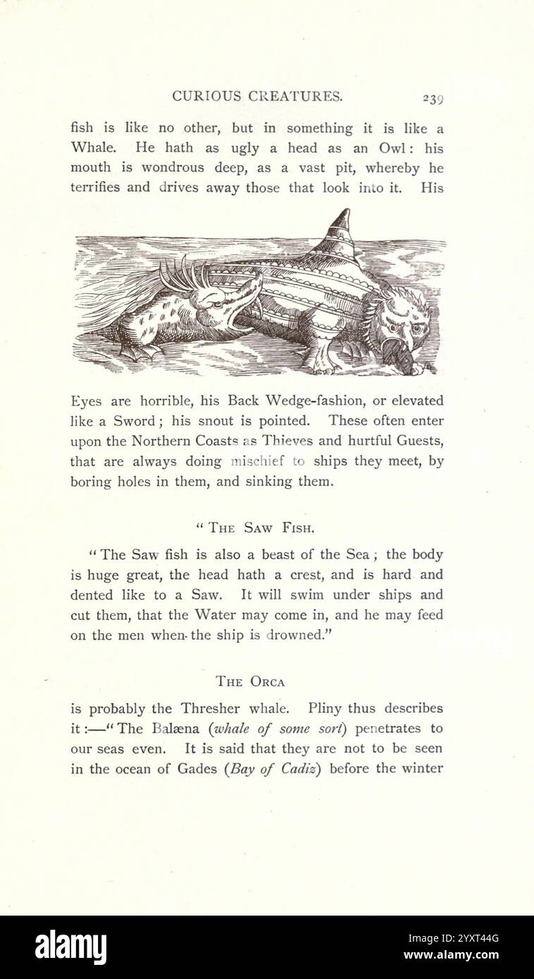 Neugierige Kreaturen in der Zoologie, London, John C. Nimmo, 1890, Halloween, Tiere, Leviathan, Monster, echte, diese Seite bietet eine detaillierte Beschreibung verschiedener neugieriger Meeresbewohner, die sich auf ihre einzigartigen Eigenschaften und Verhaltensweisen konzentrieren. Der Text beschreibt den „Fisch“, der aufgrund seines furchterregenden Aussehens einer Eule ähnelt, und hebt seine großen Augen und seinen keilförmigen Körper hervor. Sie stellt fest, dass diese Kreatur oft andere Meeresbewohner terrorisiert. Außerdem betont die Beschreibung des „Sägefisches“ seine charakteristische Sägeschnauze, die er zur Jagd in den Gewässern verwendet. Schließlich die Einleitung des Abschnitts Stockfoto