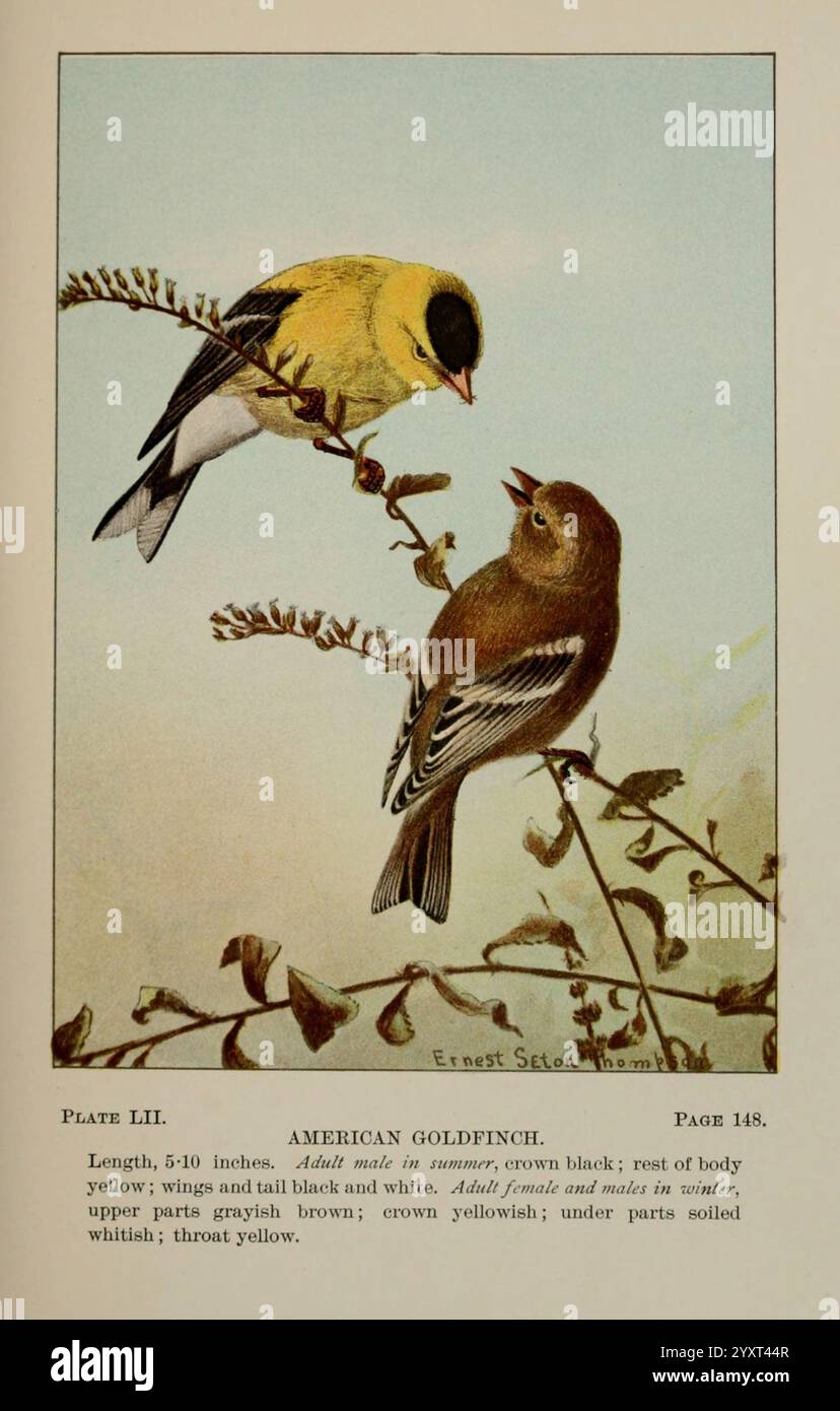 Vogelwelt, ein Leitfaden zur Untersuchung unserer gewöhnlichen Vögel New York, Appleton, 1900. Vögel, malerische Werke, usa, amerikanisch, Museum, Natur, Geschichte, Goldfinke, carduelis tristis, eine Illustration zeigt zwei amerikanische Goldfinken, die auf einem zarten Zweig thronen. Das Männchen mit leuchtendem gelbem Gefieder und markanten schwarzen Flügeln zeigt seine auffällige Färbung, während das Weibchen, das in gedämpftem Braun mit gelben Anklängen verziert ist, die Szene ergänzt. Die detaillierte Darstellung hebt ihre Merkmale hervor, einschließlich des Gelbkrons des Mannes und der sanfteren Töne des Weibchens. Der Hintergrund ist subtil vorhanden Stockfoto