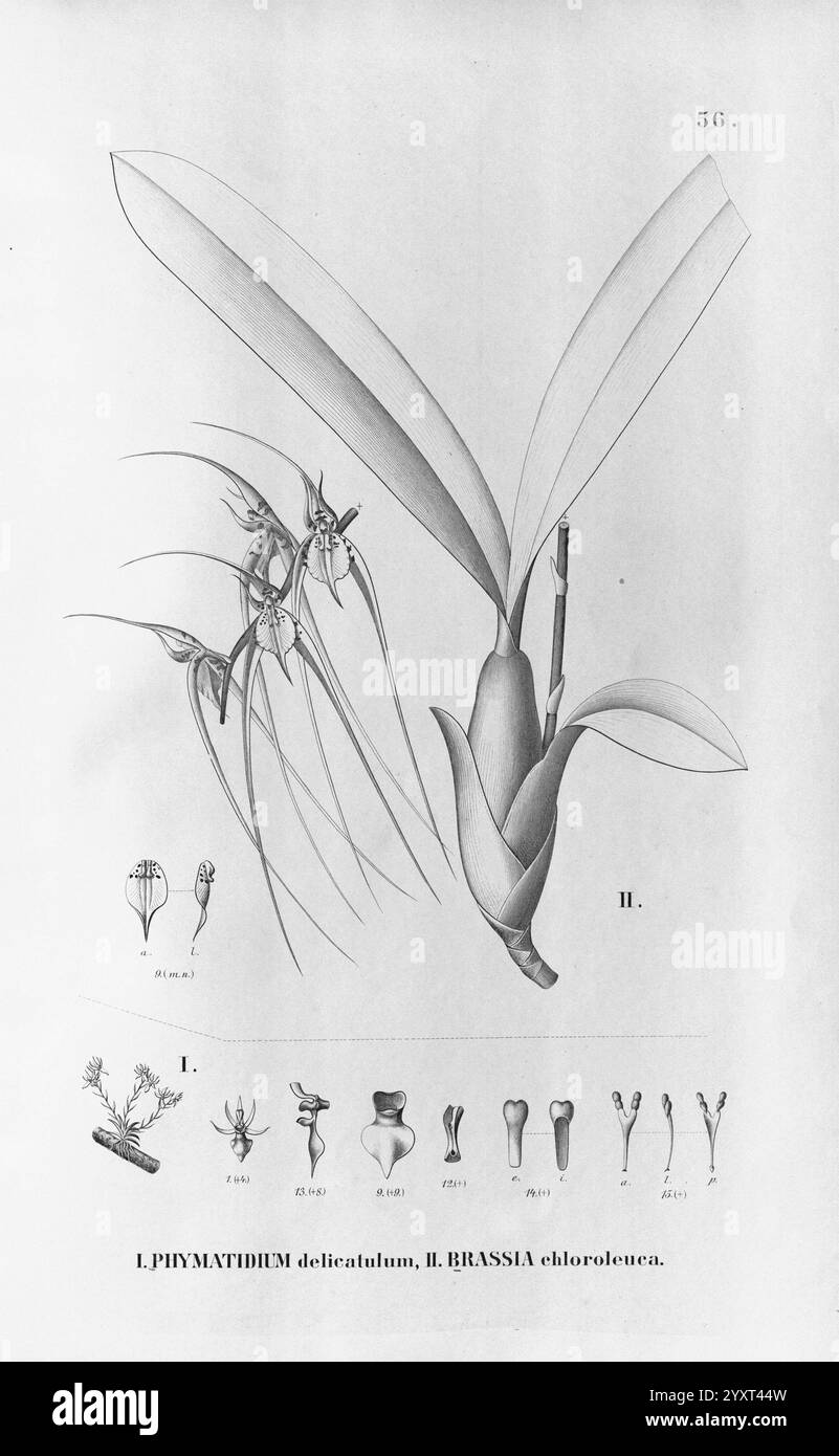 Flora brasiliensis, enumeratio plantarum in Brasilia hactenus detectarum. Monachii et Lipsiae [München & Leipzig], R. Oldenbourg, 1840-1906, Brasilien, Deutschland, Gravur, Botanik, 1840, Uncoloriert, Botaniker, Bildwerke, grafische Medien. die Illustration zeigt zwei botanische Themen, die als I und II. Thema I, Phymatium delicatum, gekennzeichnet sind, zeigt eine detaillierte Darstellung seiner einzigartigen floralen Struktur, die seine komplizierten Teile betont. Thema II, genannt Brassia chloroleuca, hebt eine andere Pflanze hervor, die ihre länglichen Blätter und ihre ausgeprägte Blütenmorphologie aufweist. Unter dem Hauptillustrat Stockfoto