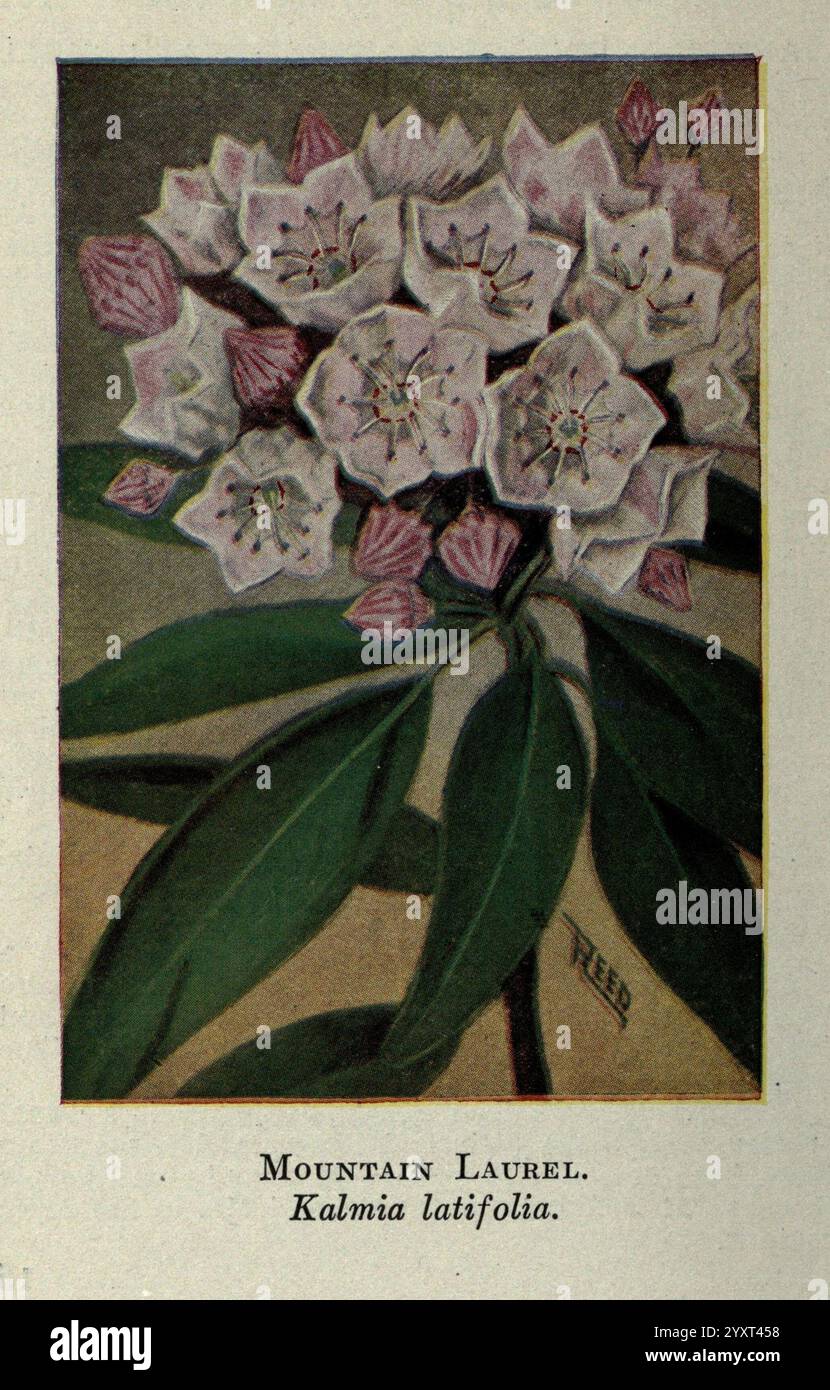 Wild, Blumen, östlich, von, Rockies, New York, 1910, USA, Wildflowers, Eine wunderschön illustrierte Darstellung von Mountain Laurel, wissenschaftlich bekannt als Kalmia latifolia. Das Kunstwerk zeigt zarte weiße Blumenkästen, die jeweils mit komplizierten rosa Mustern verziert sind und von üppig grünen Blättern umgeben sind. Das detailreiche Rendering erfasst die charakteristischen Merkmale der Pflanze und hebt ihre lebendigen Farben und ihre florale Struktur hervor. Der Titel unter der Abbildung identifiziert die Pflanze und verleiht dieser bezaubernden botanischen Darstellung einen informativen Touch. Stockfoto