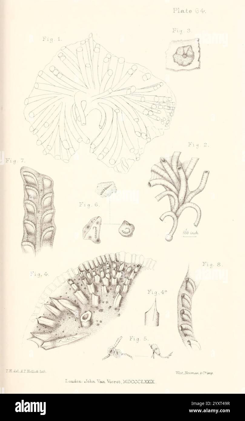 Eine Geschichte der britischen Marine Polyzoa, London, J. Van Voorst, 1880, Bryozoa, diese Illustration zeigt eine Reihe komplizierter wissenschaftlicher Zeichnungen von Meereslebewesen und natürlichen Formen. Der obere Abschnitt enthält eine detaillierte Darstellung verschiedener Schalenstrukturen, die die Komplexität ihrer Formen und Muster veranschaulichen. Im Folgenden zeigen mehrere Abbildungen verschiedene anatomische Merkmale von Wasserorganismen auf, wie Tentakelanordnungen und strukturelle Elemente eines fischreichen Körpers. Jede Abbildung ist deutlich beschriftet, was auf eine systematische Untersuchung dieser Proben hinweist. Die Gesamtzusammensetzung spiegelt einen Schwerpunkt auf Stockfoto