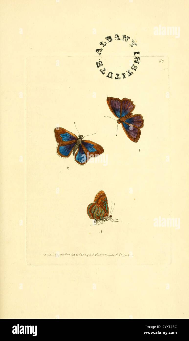 Die zoologische Verschiedenheit London, gedruckt von B. McMillan für E. Nodder & Son und verkauft von allen Buchhändlern, 1814–1817, Bildwerke, Zoologie, die Illustration zeigt drei unterschiedliche Schmetterlinge in einem vertikalen Layout. Der erste Schmetterling zeigt leuchtend blaue Flügel mit komplizierten Mustern in Orange und Braun an den Kanten. Der zweite Schmetterling mit teilweise geöffneten Flügeln zeigt Blau- und Brauntöne, die mit zarten Streifen hervorgehoben werden. Der dritte Schmetterling, der unten positioniert ist, hat Flügel, die einen kräftigen rötlich-braunen Farbton mit einzigartigen Linienmustern aufweisen. Über dem Stockfoto