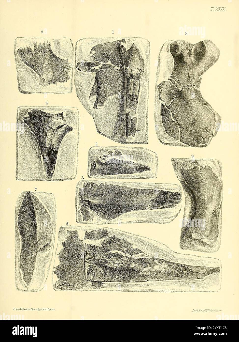 Eine Monographie über die fossilen Reptilien der Kreideformationen. London, gedruckt für die Palaeontographical Society, 1851-64. Großbritannien, Paläontologie, Kreidezeit, Reptilienfossilien, Fossilien, die Abbildung zeigt eine Reihe nummerierter Fossilien, die jeweils in einer hellen Matrix eingehüllt sind, die ihre einzigartigen Formen und Texturen hervorhebt. Das Exemplar Nr. 1 weist eine ausgeprägte, teilweise erhaltene organische Form auf, während die Nummern 5 und 6 langgezogene Strukturen aufweisen, die auf die antike Meereslebewesen hindeuten. Die Vielfalt der Formen deutet auf eine Sammlung aus einer paläontologischen Studie hin. Stockfoto