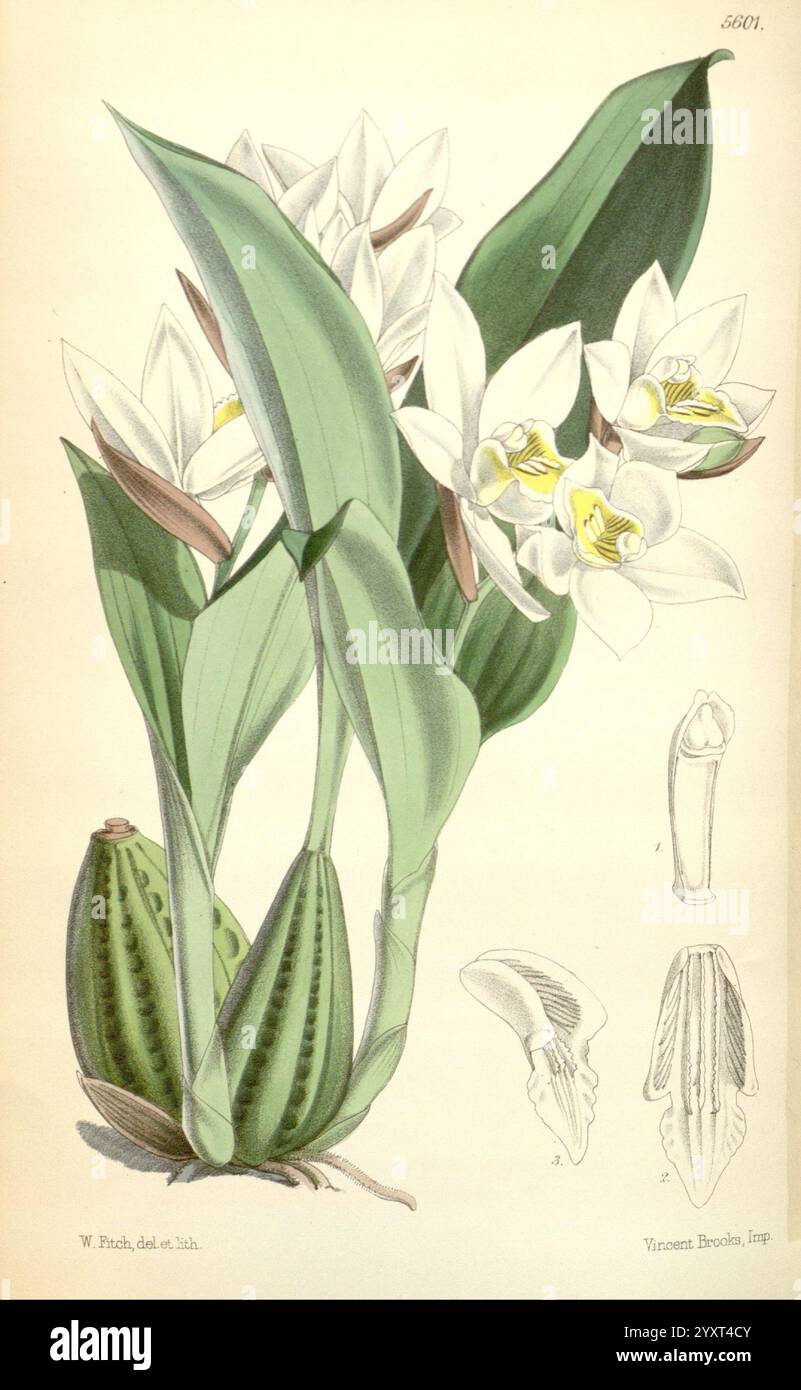 Curtis's Botanical Magazine, London, New York, botanische Illustration, Botanik, Zeitschriften, Bildwerke, Pflanzen ornamental, Curtis, die Illustration zeigt eine Gruppe eleganter weißer Orchideen, die sich durch ihre zarten Blütenblätter und leuchtend gelben Markierungen in der Mitte auszeichnen. Die Blüten umgeben von breiten, grünen Blättern, die eine üppige Kulisse bieten und die visuelle Wirkung der Blüten verstärken. Das Hauptbild wird von detaillierten botanischen Zeichnungen der Anatomie der Orchidee begleitet, einschließlich Etiketten für verschiedene Teile wie die Lippen- und Säulenstruktur der Blume, die die komplizierten des betonen Stockfoto