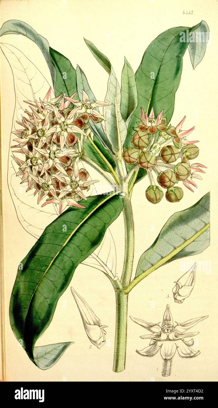 Curtis's Botanical Magazine London New York Botanical Illustration Botany Periodicals Pictorial Works Plants Ornamental Curtis, diese Illustration zeigt eine detaillierte botanische Darstellung einer blühenden Pflanze, die ihre komplizierte Struktur zeigt. Hervorzuheben sind die langen, breiten grünen Blätter, die eine Gruppe von zarten Blüten bilden. Das florale Arrangement umfasst eng gepackte Knospen, von denen einige gerade erst zu öffnen beginnen und ihre einzigartige Form und Färbung mit rosa Anklängen offenbaren. Die Hauptabbildung wird durch kleinere Zeichnungen ergänzt, die die verschiedenen Phasen hervorheben Stockfoto