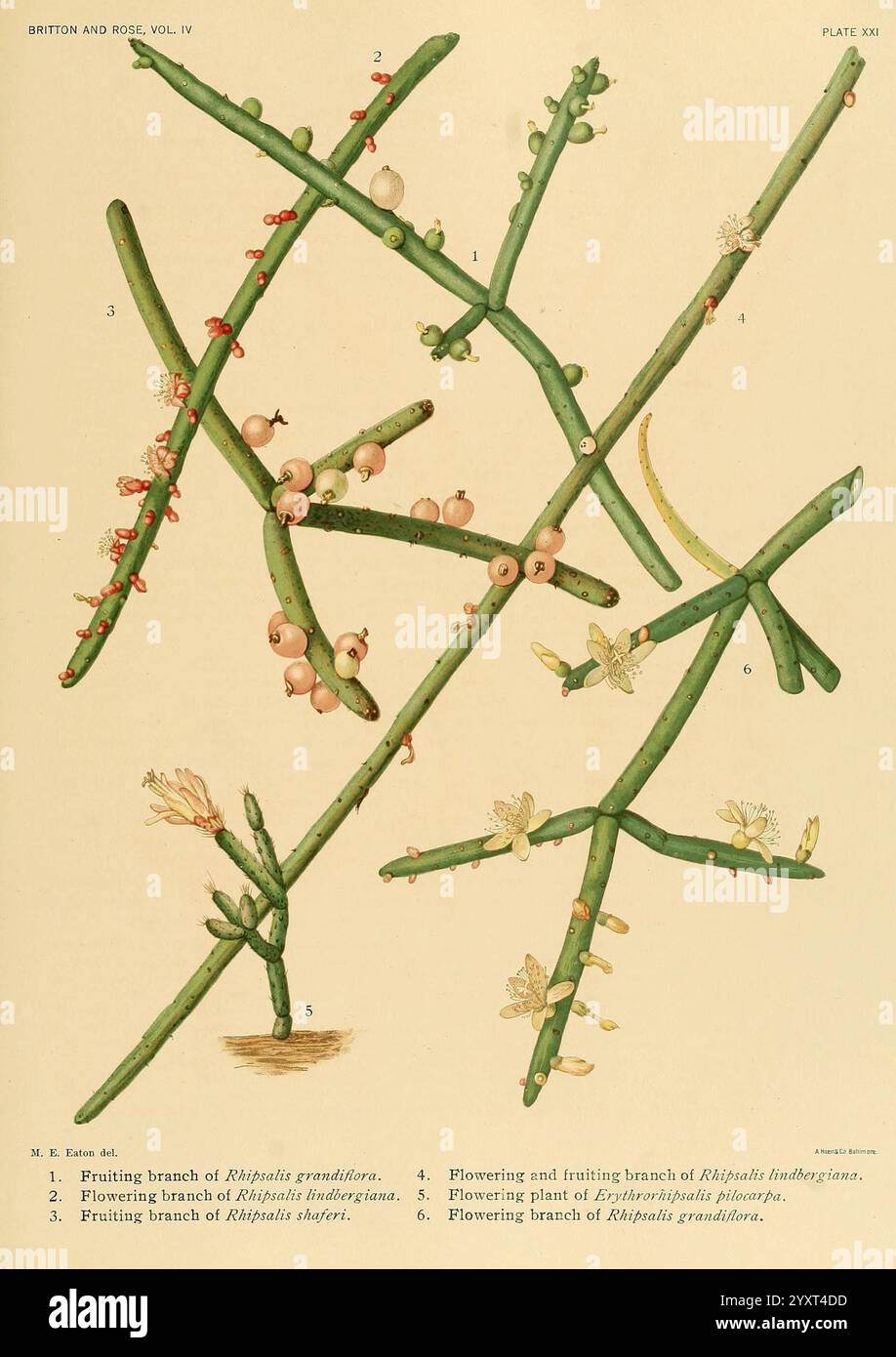 The Cactaceae, Washington, Carnegie Institution of Washington, 1919-1923, Cactaceae, Klassifikation, Bildwerke, Mary Emily Eaton, Mary Emily Eaton, Eaton, Frauen in der Wissenschaft, die Illustration zeigt verschiedene Arten von Kakteen, die ihre komplexen Verzweigungen und floralen Merkmale darstellen. Jedes beschriftete Teil weist auf spezifische Merkmale hin, z. B. Äste mit Blumen und Früchten. Bemerkenswerte Elemente sind die blühenden Zweige, die mit Blüten verziert sind, sowie die fruchttragenden Abschnitte mit Reifen Beeren. Die Zusammensetzung hebt die Vielfalt der Wachstumsmuster und der Repro hervor Stockfoto