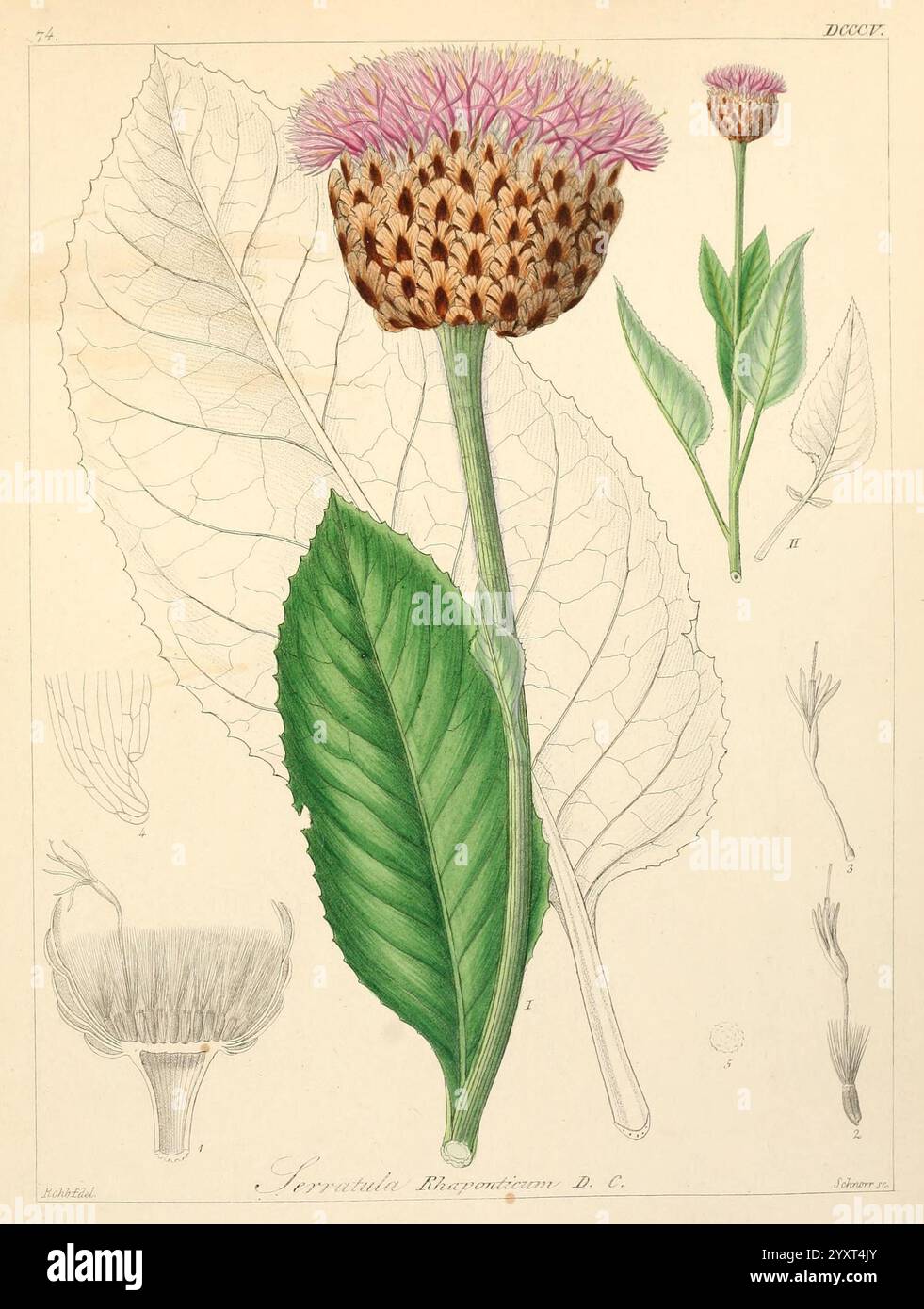 Icones florae Germanicae et Helveticae, Simul Pedemontanae, Tirolensis, Istriacae, Dalmaticae, Austriacae, Hungaricae, Transylvanicae, Moravicae, Borussicae, Holsaticae, Belgicae, Hollandicae, ergo Mediae Europae. Lipsiae, F. Hofmeister 1834-1912. [v. 1, 1850], Europa, Bildwerke, Pflanzen, eine botanische Illustration mit einer gezackten Blume, die sich durch ihre markante runde Blüte mit zarten violetten Blüten auszeichnet. Unterhalb der Blüte finden sich detaillierte Darstellungen breiter, zerklüfteter Blätter mit sattem Grünton, die durch feine Adern unterstrichen werden. Zusätzliche Skizzen bieten Einblicke in Stockfoto