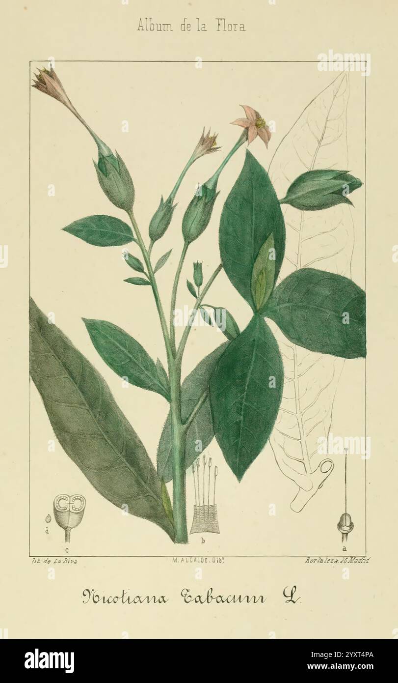 Album de la Flora me?Dico-Farmace?utica e? Industrie, Indi?gena y exo?tica, Madrid, Impr. De la Galeria literaria, 1862-64, Botanik, Wirtschaft, Heilpflanzen, Malachit., eine Illustration zeigt die Pflanze Nicotiana tabacum L., allgemein bekannt als Tabak. Diese botanische Darstellung zeigt detaillierte Darstellungen der Blätter, Blüten und Stiele der Pflanze, die die charakteristische Form und Textur der Blätter neben den Blütenknospen zeigen, die gerade blühen. Verschiedene wissenschaftliche Werkzeuge und Instrumente, einschließlich eines kleinen Messgeräts und einer Darstellung der Verehrung eines Blattes, sind d Stockfoto