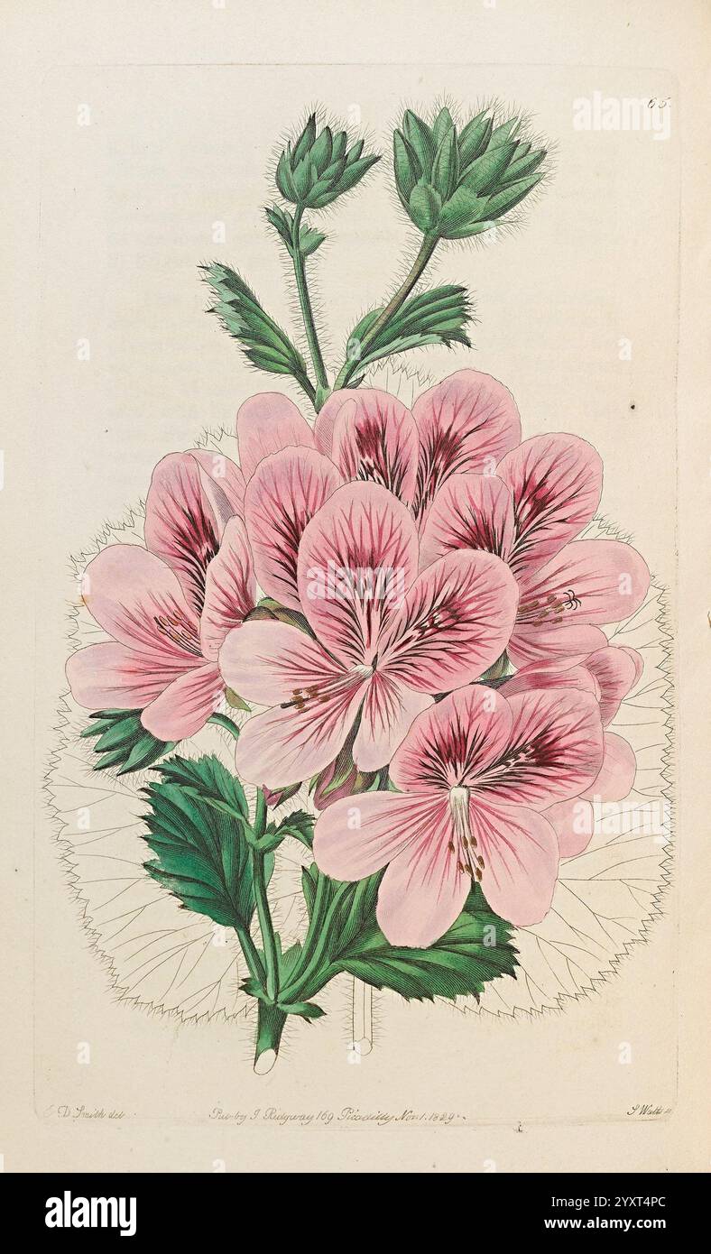Geraniaceae, London, gedruckt für James Ridgway, Piccadilly, 1820-1830, 19. Jahrhundert, England, Gravuren, Geraniaceae, Geranien, Großbritannien, Handmalerei, malerische Werke, Eine botanische Illustration mit einer Gruppe von leuchtend rosa Geranie Blumen, jedes Blütenblatt zeigt zarte Adern und subtile Farbabstufungen. Die Blumen sind mit sattgrünen Blättern dargestellt, die der Komposition eine Frische verleihen. Um die Blüten herum befinden sich mehrere Blütenknospen, die auf Wachstum und Vitalität hinweisen. Die detailreiche Darstellung unterstreicht die komplizierte Struktur der Blütenblätter und des Laubs und zelebriert die Schönheit Stockfoto