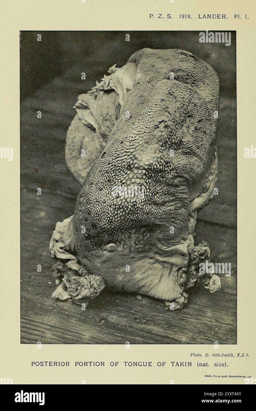 Das Bild zeigt den hinteren Teil der Zunge eines Takins und zeigt seine einzigartige Textur und anatomische Merkmale. Der Fokus liegt auf den komplizierten Oberflächendetails, die das raue und strukturierte Erscheinungsbild dieser Art offenbaren. Die Bildunterschrift zeigt an, dass die Darstellung lebensgroß ist, was ein klares Verständnis der Größe und Struktur der Zunge ermöglicht, die an ihre Ernährungsgewohnheiten angepasst ist. Der wissenschaftliche Kontext des Bildes deutet darauf hin, dass es Teil einer zoologischen Studie ist, die den betont Stockfoto