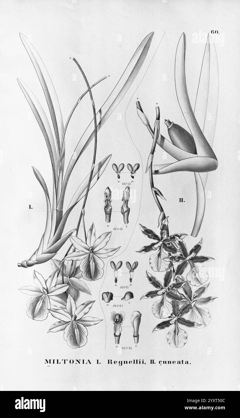 Flora brasiliensis, Enumeratio Plantarum in Brasilia Hactenus Detectarum, Monachii et Lipsiae [München & Leipzig], R. Oldenbourg, 1840-1906, Brasilien, Deutschland, Gravur, Botanik, 1840, Unfarbig, Botaniker, Bildwerke, Graphic Media, die Illustration zeigt eine botanische Studie der Miltonia Regnellii Blume, die detaillierte Darstellungen der Struktur der Pflanze zeigt. Auf der linken Seite sind längliche Blätter dargestellt, die einen Einblick in das Laub der Art geben. Rechts sind verschiedene Phasen der Blütenentwicklung dargestellt, darunter Knospen und vollständig geöffnete Blüten. Der untere Abschnitt Stockfoto