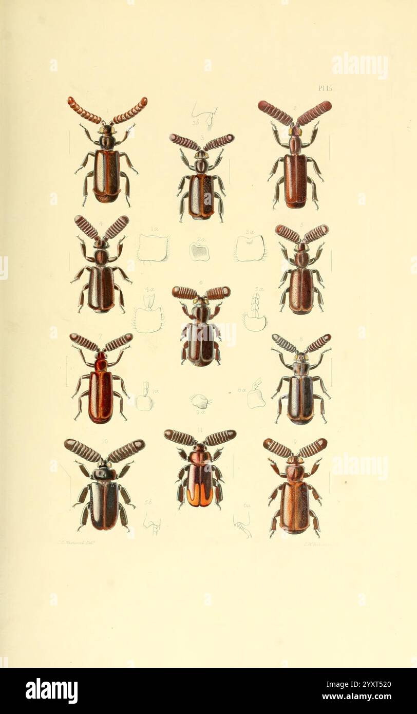 Thesaurus entomologicus Oxoniensis, Oxford, bei der Clarendon Press, 1874. Insekten, Identifizierung, Arthropoden, Entomologie, Klassifizierung, Arthropoden, diese Abbildung zeigt eine Vielzahl von Käferarten, die sorgfältig in zwei Reihen angeordnet sind. Jeder Käfer zeigt unterschiedliche Farben, Muster und anatomische Merkmale und zeigt seine einzigartigen Eigenschaften. Die obere Reihe umfasst Käfer mit markanten Antennen und unterschiedlichen Körperformen, während die untere Reihe diese Vielfalt mit zusätzlichen Proben fortsetzt. Um die Käfer herum sind schwache Umrisse und Skizzen zu sehen, die ihre Lebensräume oder darstellen können Stockfoto