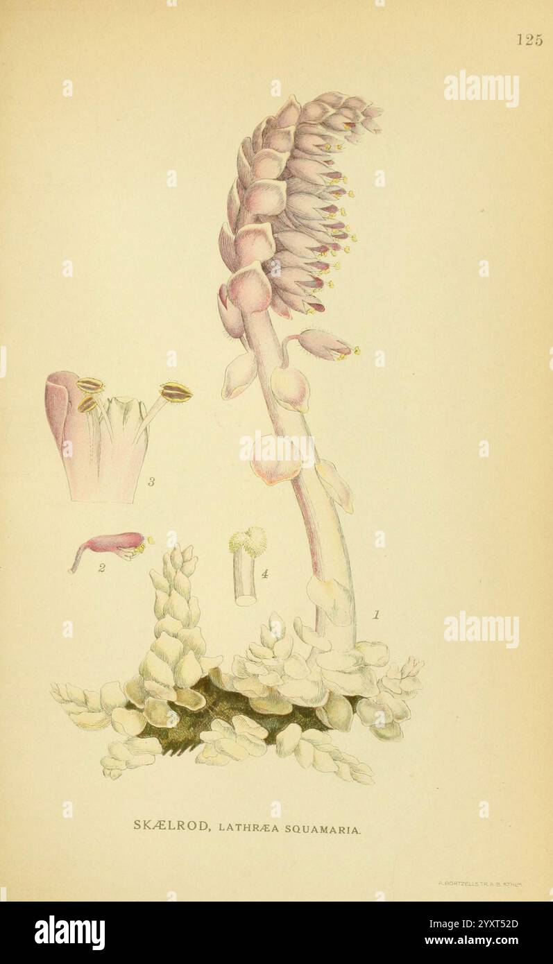 Billeder af nordens Flora København, G.E.C. Gad's forlag, 1917-1927, Plants, Finnland, Skandinavien, der New York Botanical Garden, Bildwerke, Lathraea squamaria, die Illustration zeigt eine botanische Studie der Pflanze *Lathraea squamaria*, allgemein bekannt als Zahnkraut. Die Hauptfigur zeigt den unverwechselbaren Stachel der Pflanze, der mit zahlreichen cremigen, rosa Blüten verziert ist, die aus einer grünlichen Basis hervorgehen. Um die zentrale Blüte herum sind detaillierte Zeichnungen zu sehen, die verschiedene Aspekte der Anatomie der Pflanze hervorheben, einschließlich Nahaufnahmen der Blütenstruktur, der Fortpflanzungsteile und der Blattarr Stockfoto