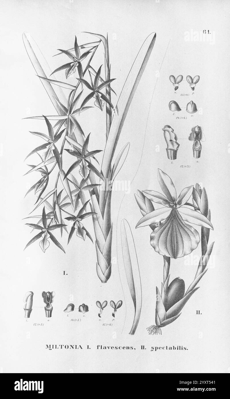 Flora brasiliensis, Enumeratio Plantarum in Brasilia Hactenus Detectarum, Monachii et Lipsiae [München & Leipzig], R. Oldenbourg, 1840-1906, Brasilien, Deutschland, Gravur, Botanik, 1840, Unfarbig, Botaniker, Bildwerke, Graphic Media, diese Illustration zeigt zwei verschiedene Sorten der Miltonia-Orchidee, gekennzeichnet als „I. flavescens“ und „II. spectabilis“. Auf der linken Seite zeigt die detailreiche Darstellung von Miltonia flavescens ihre zarte Blütenstruktur, die sich durch langgezogene Blütenblätter und komplizierte Markierungen auszeichnet. Auf der rechten Seite ist Miltonia spectabilis mit seinen markanten Blumensätzen dargestellt Stockfoto