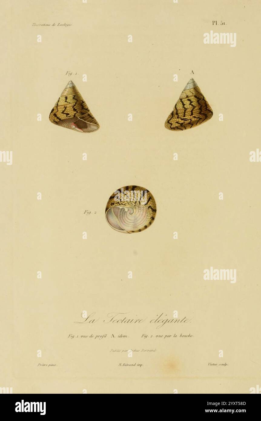 Illustrations de zoologie Paris A. Bertrand 1832-35? Bildwerke Zoologie René Primevère Lektion, die Illustration zeigt drei verschiedene Schalenexemplare, die ihre einzigartigen Formen und komplizierten Muster zeigen. Oben sind zwei konische Schalen abgebildet, die mit A und B beschriftet sind und jeweils verschiedene Texturen und Farben hervorheben, die ihre natürliche Schönheit betonen. Darunter befindet sich ein kreisförmiges Schalenelement, das eine glatte Oberfläche mit einer dezenten Farbpalette zeigt und im Kontrast zu den lebhafteren Designs der konischen Schalenelemente steht. Die Komposition ist elegant angeordnet, mit detaillierten Schattierungen, die den Eindruck erwecken Stockfoto