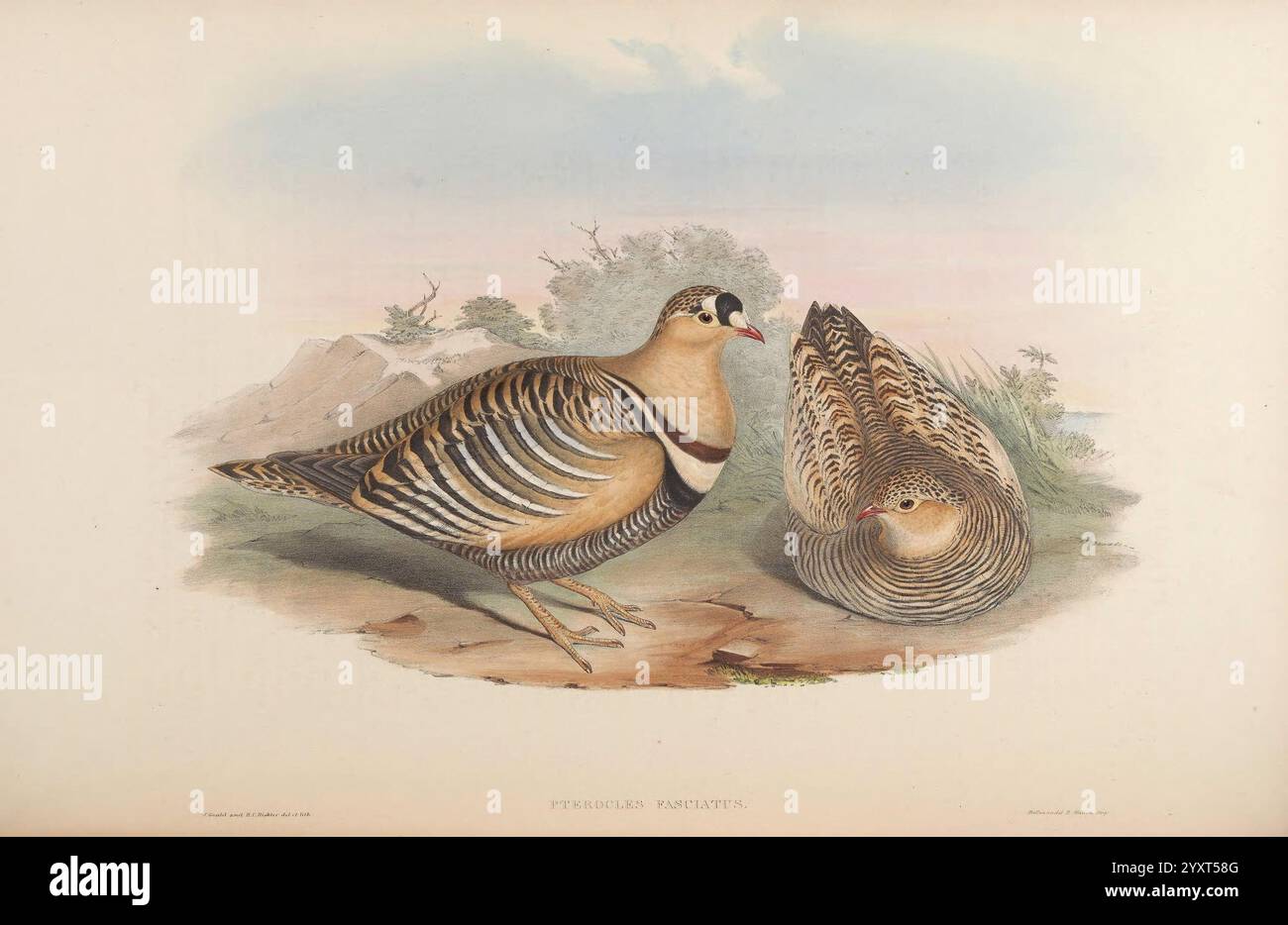 Birds of Asia, von John Gould, London, gedruckt von Taylor und Francis, Pub des Autors 1850-1883, Asia, Birds, malerische Werke, die Szene zeigt zwei wunderschön illustrierte Vögel, die jeweils komplexe Muster und Farben zeigen. Der Vogel auf der linken Seite hat eine auffällige Kombination aus dunklen und hellen Streifen, mit einem markanten, gemusterten Gefieder, das seine schlanke Form unterstreicht. Er steht anmutig und zeigt seine elegante Haltung und die zarten Details seiner Federn. Der Vogel auf der rechten Seite ist etwas runder, mit gedämpften Tönen und dezenten Markierungen, die sich harmonisch in seine Umgebung einfügen Stockfoto