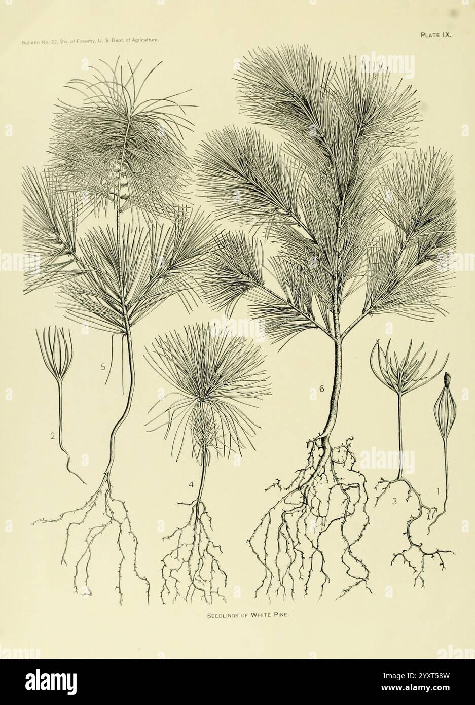 Die, Holz, Kiefern, von, die, Süden, Vereinigte Staaten, Washington, Govt, Print, Off, 1896, Pinus, Southern, Zustände, Holz, die Illustration zeigt mehrere Wachstumsphasen der Weißkiefer und zeigt detaillierte botanische Strukturen. Von links ausgehend zeigt die erste Darstellung einen Sämling mit schlanken, langgestreckten Blättern, die die frühe Entwicklungsphase darstellen. Nach rechts bewegen sich weitere Setzlinge, die jeweils unterschiedliche Längen und Anordnung der Nadeln zeigen. Die Wurzeln sind deutlich sichtbar dargestellt und zeigen das komplizierte Netzwerk, das das Wachstum jeder Pflanze unterstützt. Overa Stockfoto