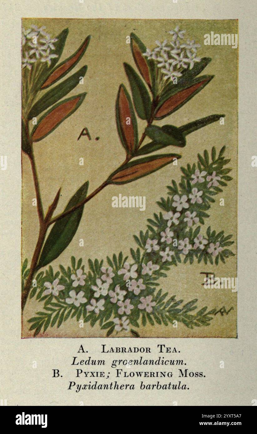 Wild Flowers East of the Rockies New York Doubleday Page 1910 Vereinigte Staaten Wildblumen, die Abbildung zeigt zwei botanische Exemplare mit der Aufschrift „A“ und „B.“ Exemplar A zeigt Labrador Tea (Ledum groenlandicum), gekennzeichnet durch schlanke, längliche Blätter mit einem glänzenden Aussehen und Gruppen von kleinen, zarten weißen Blüten. Exemplar B zeigt Pyxidanthera barbata, allgemein bekannt als blühendes Moos, illustriert mit einer Gruppe sternförmiger weißer Blüten, umgeben von grünem Laub. Das detaillierte Rendering erfasst die einzigartigen Attribute jeder Pflanze und betont ihre unterschiedlichen Blätter und Stockfoto