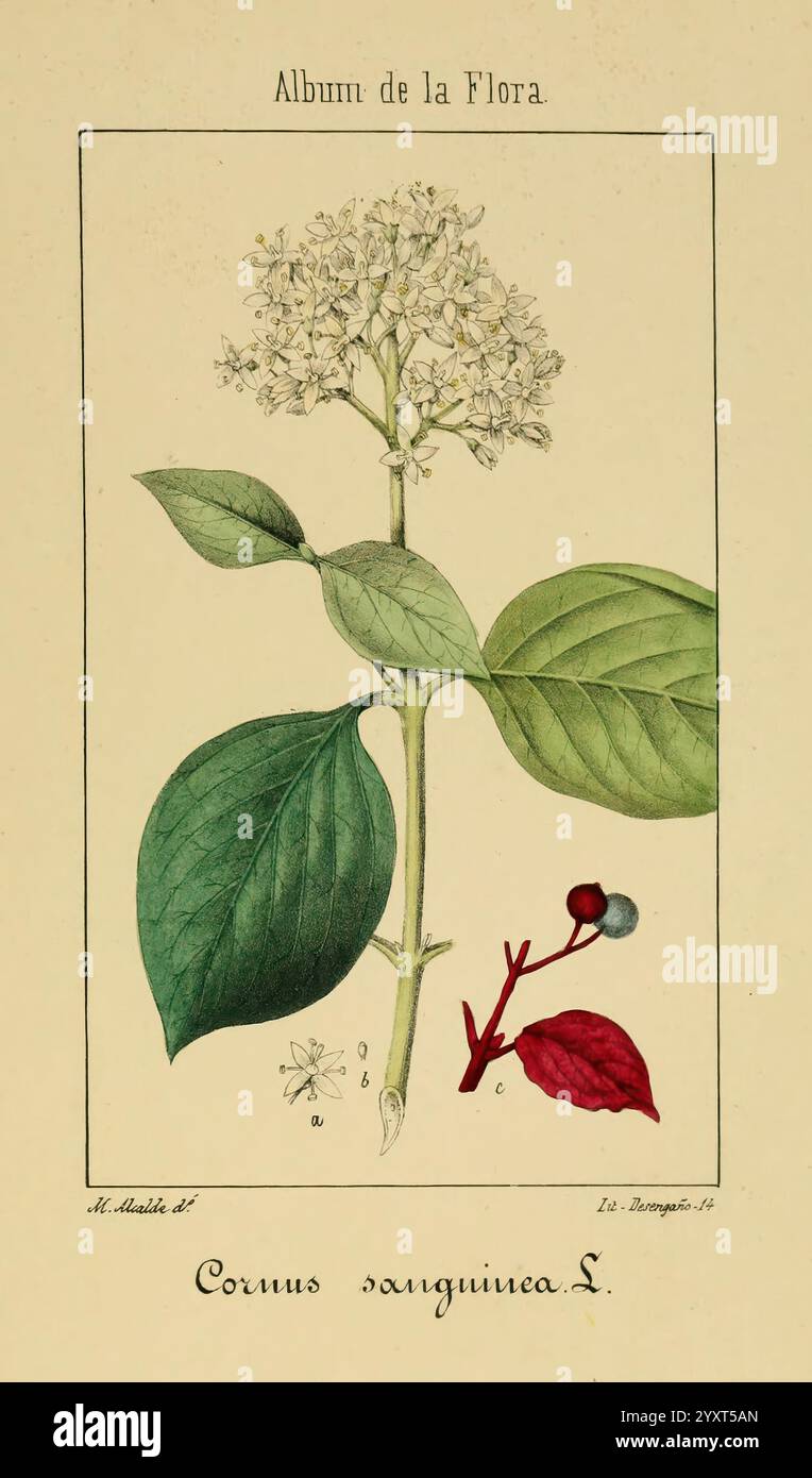 Album de la Flora me?Dico-Farmace?utica e? Industrie, Indi?gena y exo?tica, Madrid, Impr. De la Galeria literaria, 1862-64, Botanik, Wirtschaft, Heilpflanzen, malcalde, eine künstlerische Darstellung von Cornus sanguinea L., allgemein bekannt als der Blutzweig-Hartholz. Das Bild zeigt detaillierte botanische Illustrationen mit kleinen weißen Blüten an der Spitze und sattgrünen Blättern, die eine markante zentrale Ader aufweisen. Die komplizierte Anordnung der Blätter deutet auf den natürlichen Lebensraum der Pflanze hin. Daneben werden in einem Abschnitt die roten s hervorgehoben Stockfoto
