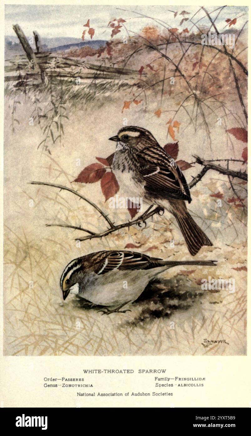 Porträts und Gewohnheiten unserer Vögel v.2. New York City, National Association of Audubon Societies, 1920, Birds, United States, Spatrow, Weißkehlsperling, Emberizidae, Zonotrichia albicollis, Eine atemberaubende Illustration von zwei Weißkehlsperlingen, die zwischen zarten Zweigen thront, mit gedämpftem Herbstlaub im Hintergrund. Der Vogel auf der linken Seite zeigt seine markante weiße Kehle und die auffälligen Markierungen, während der Vogel auf der rechten Seite in einer etwas niedrigeren Position dargestellt wird, was sein charakteristisches Gefieder und sein Verhalten offenbart. Dieses Kunstwerk fängt die heitere Schönheit dieser Singvögel in ihrer Natur ein Stockfoto