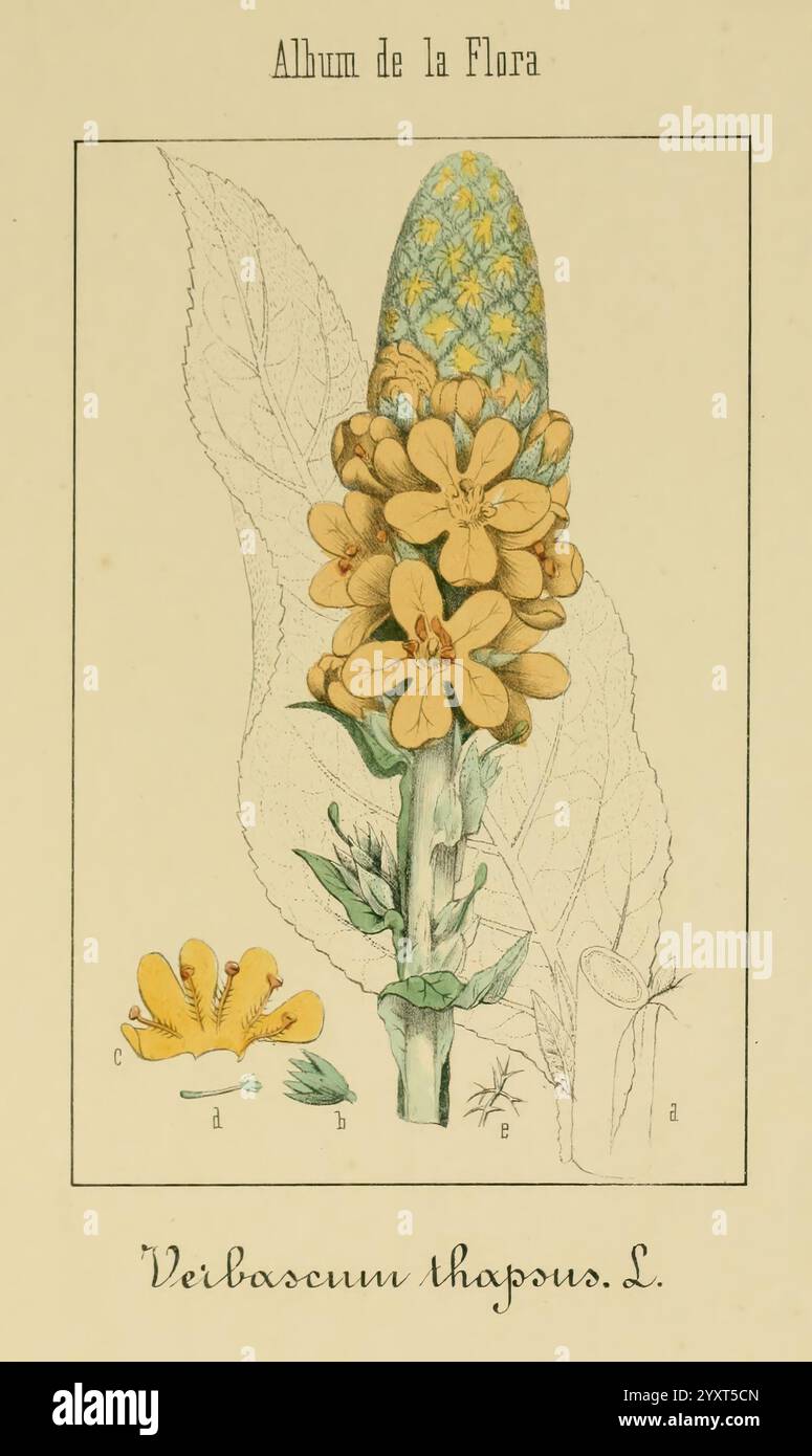 Album de la Flora me?Dico-Farmace?utica e? Industrie, Indi?gena y exo?tica, Madrid, Impr. De la Galeria literaria, 1862-64, Heilpflanzen, Bildwerke, Botanik, ökonomisch, eine Illustration mit der blühenden Pflanze Verbascium thapsus L. die Pflanze zeigt einen markanten Stachel hellgelber Blüten, jede fein detailliert, sowie einen markanten blau-grünen Kegel an der Spitze. Unter den Blüten bilden üppig grüne Blätter einen strukturierten Hintergrund, der auf die robuste Natur der Pflanze hinweist. Die Komposition wird durch beschriftete Teile ergänzt, die die Aufmerksamkeit des Künstlers auf botanische Genauigkeit zeigen. Th Stockfoto